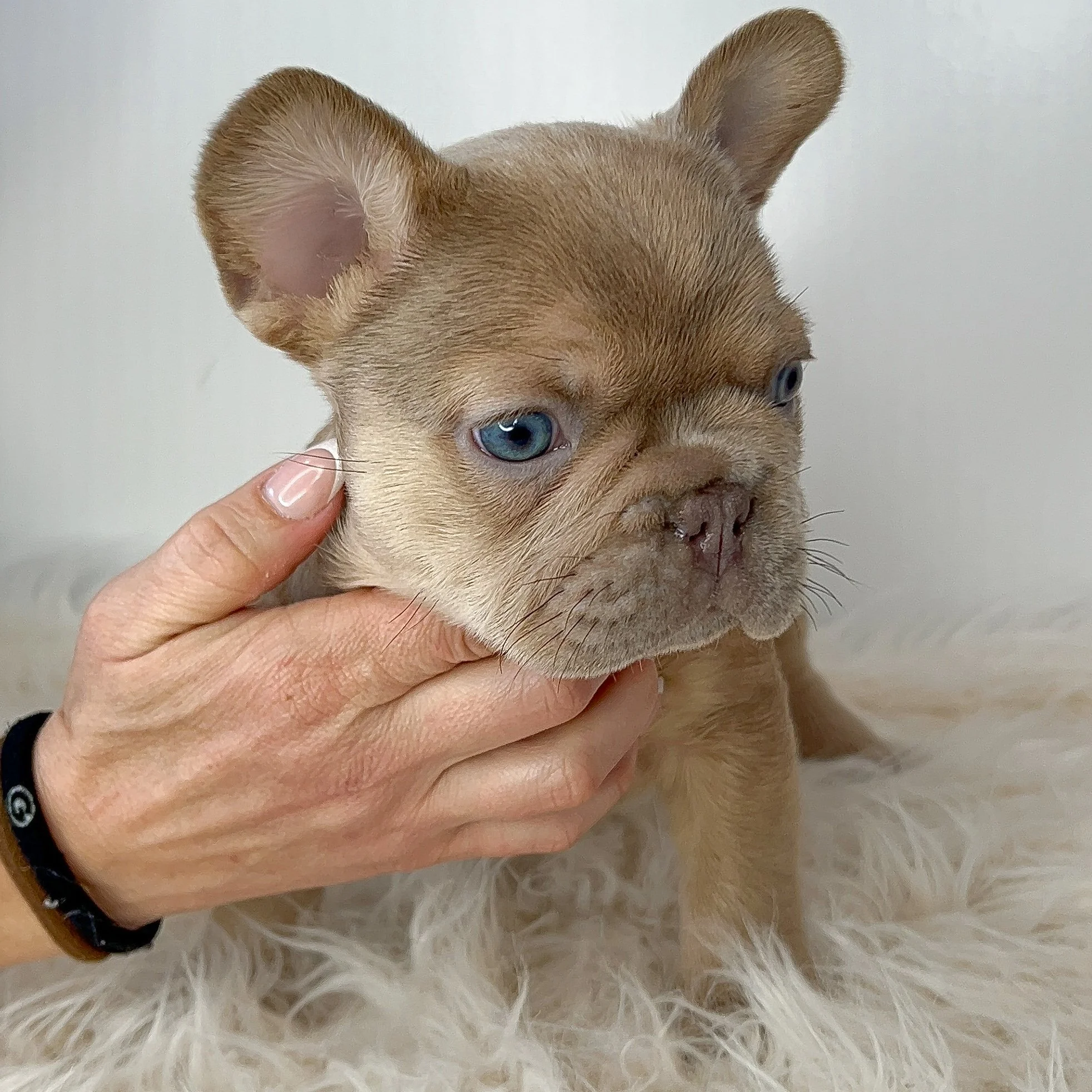  AVAILABLE  Isabella Fawn Male Looking for his furever home. This boy is SUPER NICE structured and has the prettiest blue eyes. Ready to go 3/3/2026 