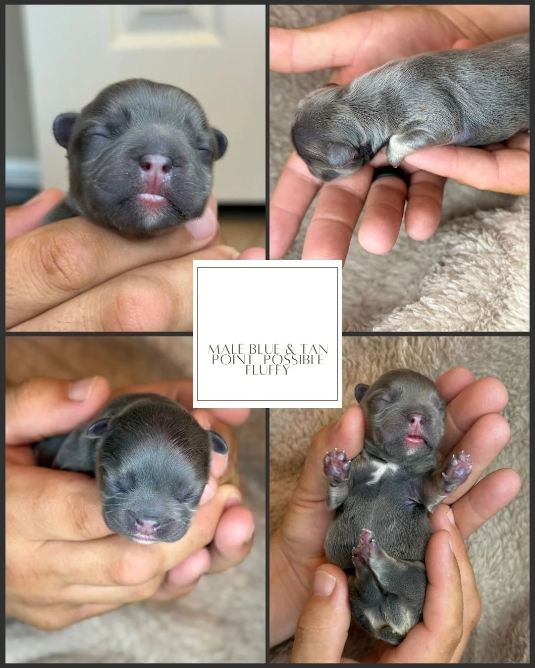 Male Blue & Tan Point French Bulldog Puppy ready to find its new home,  Florida Cracker Frenchies