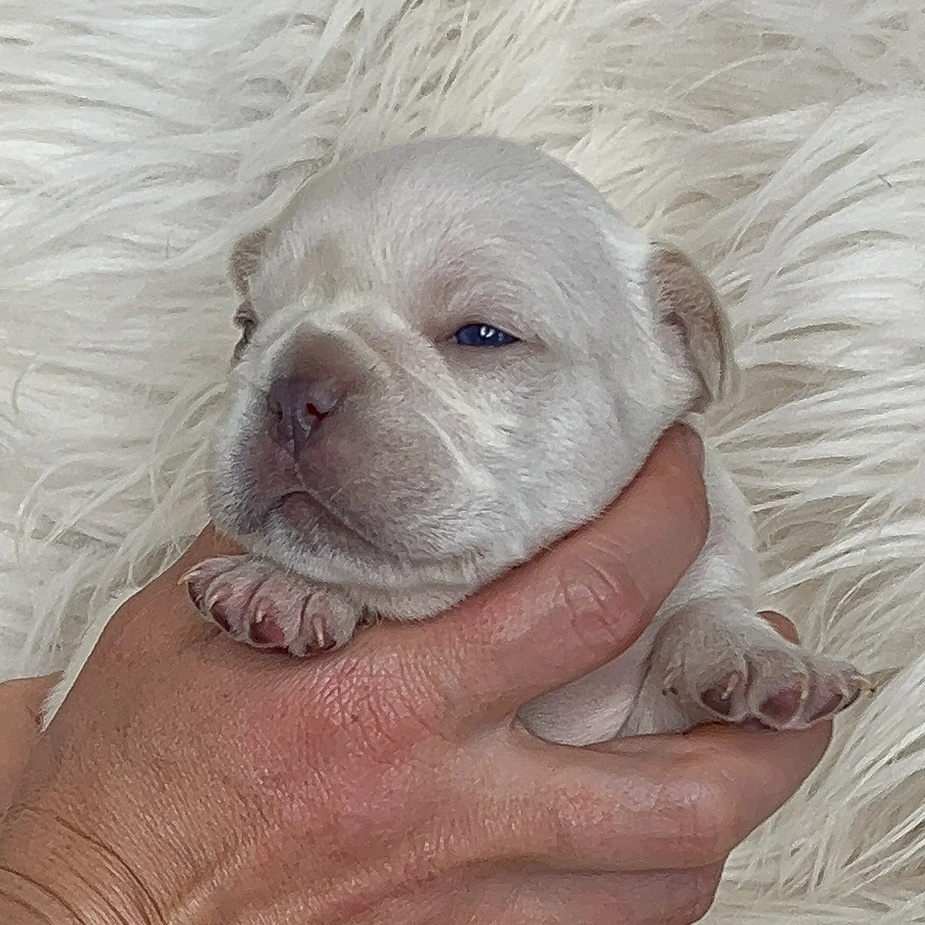 AVAILABLE Platinum Female Fluffy Carrier so has a super soft low shedding coat  $5500 