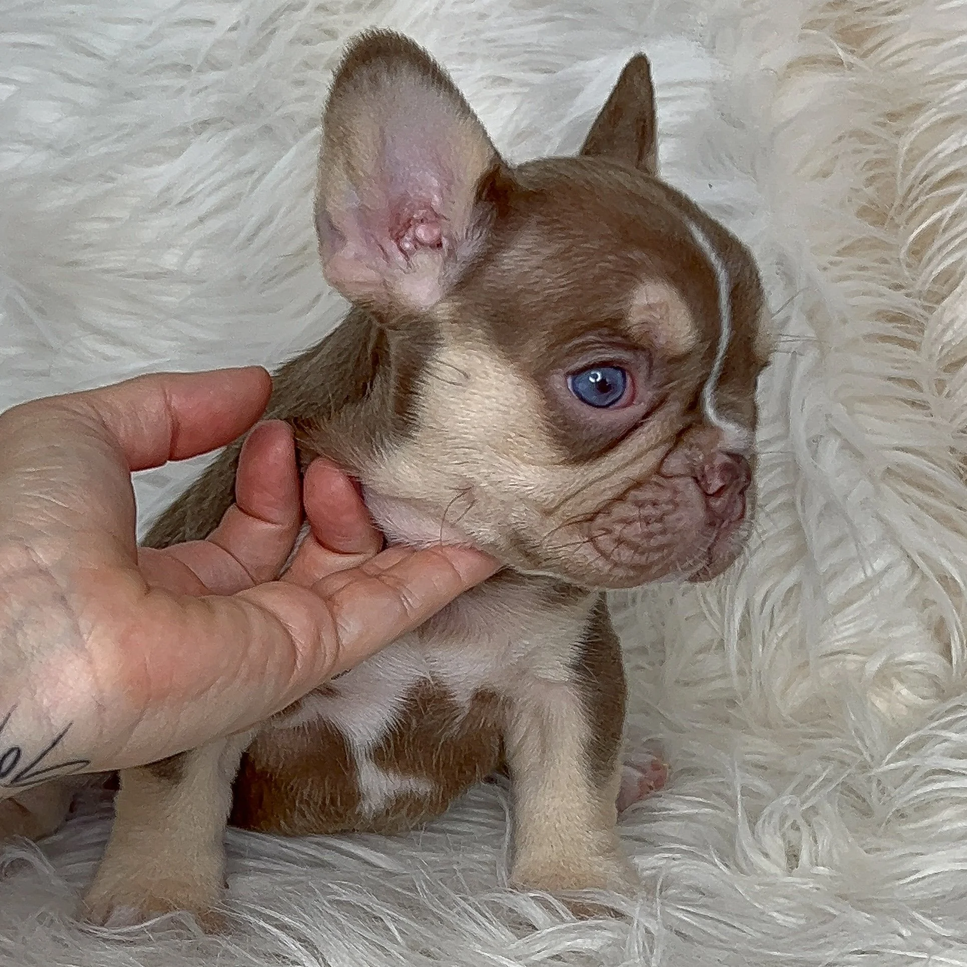 *RESERVED* New shade Rojo & tan Tri Female Pied Carrier Perfect Structure and an even better temperment. 
