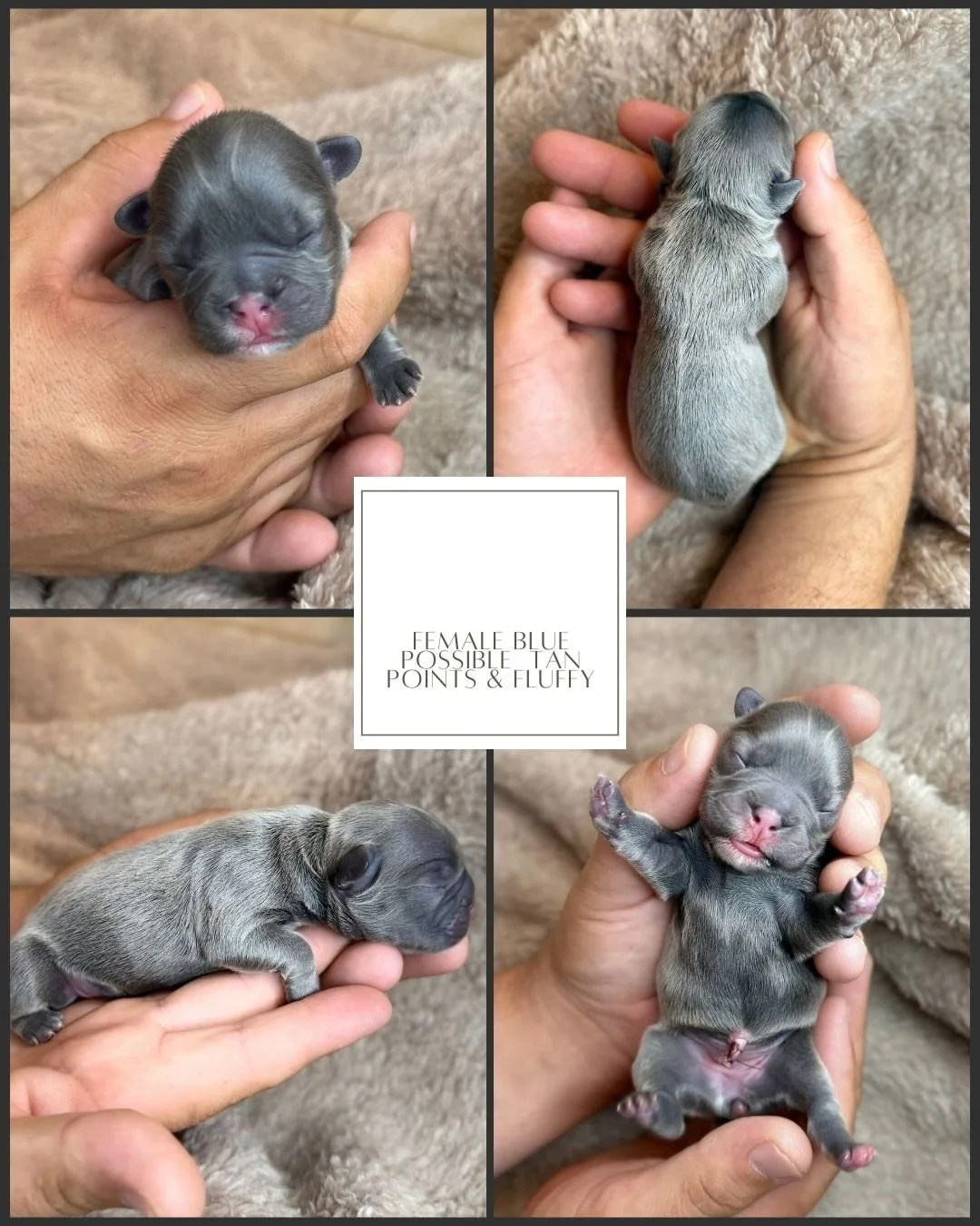 Female Blue Possible Tan & Fluffy French Bulldog Puppy ready to find its new home,  Florida Cracker Frenchies