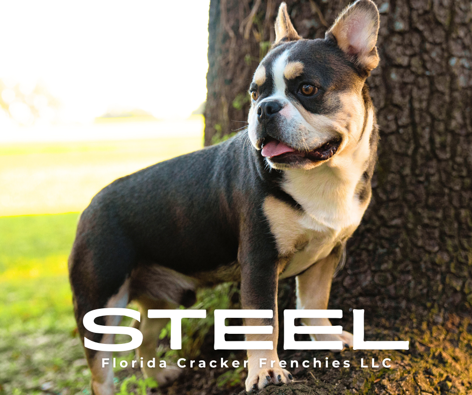 Steel is our Irish Pied carrying Fluffy, Curl, pink & Chocolate French Bulldog