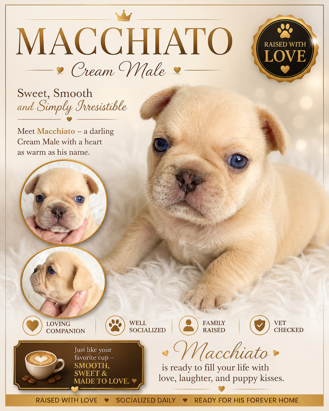 A cute French bulldog or frenchie puppy available for sale. A cream colored male, great temperament and wonderful structure.