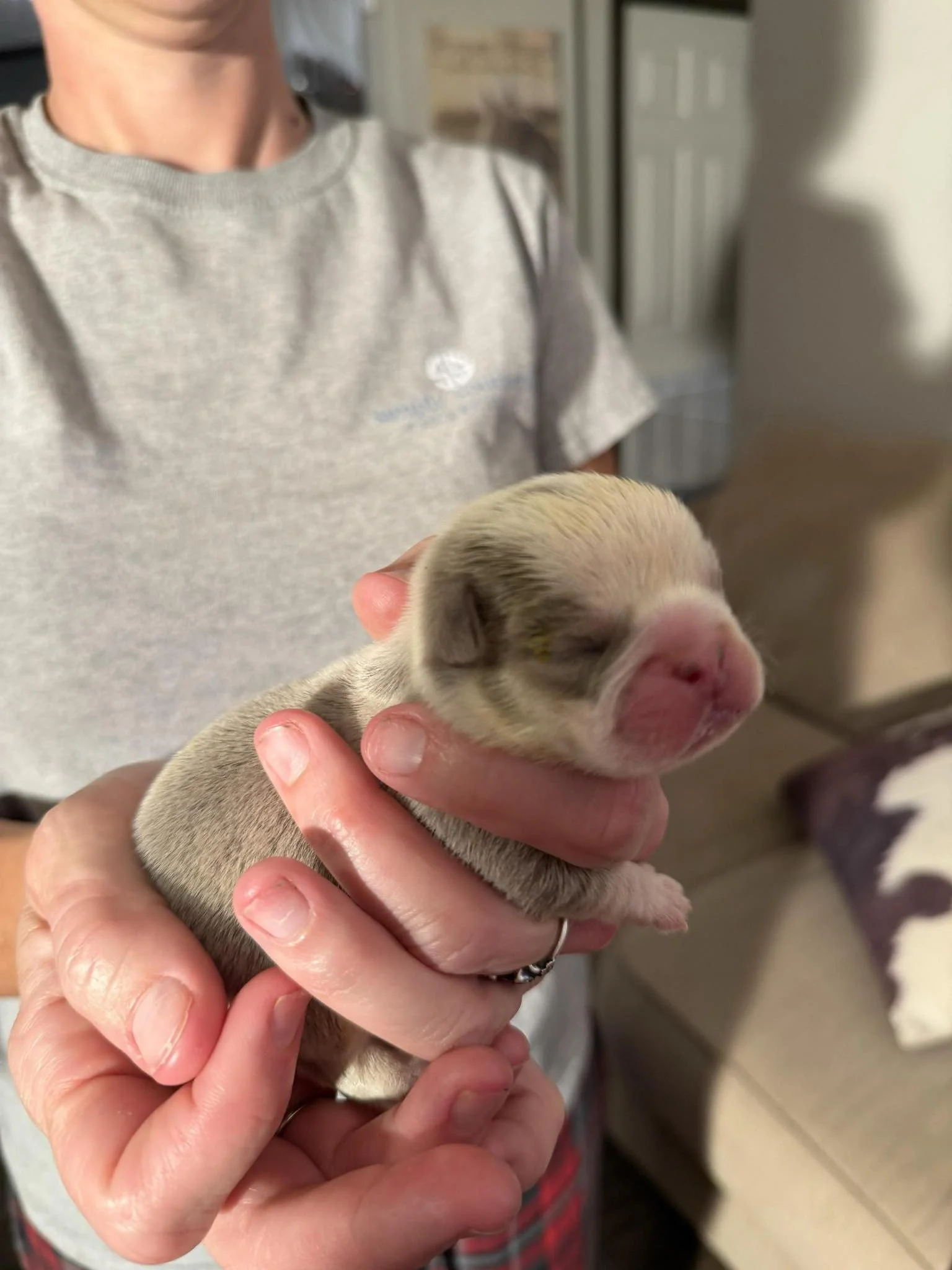 Nala & Cyber Attack Puppies