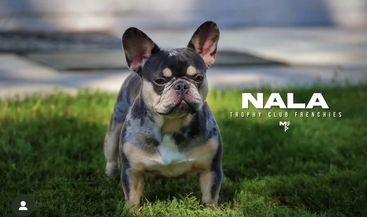 Nala a beautiful  Lilac & tan merle French Bulldog