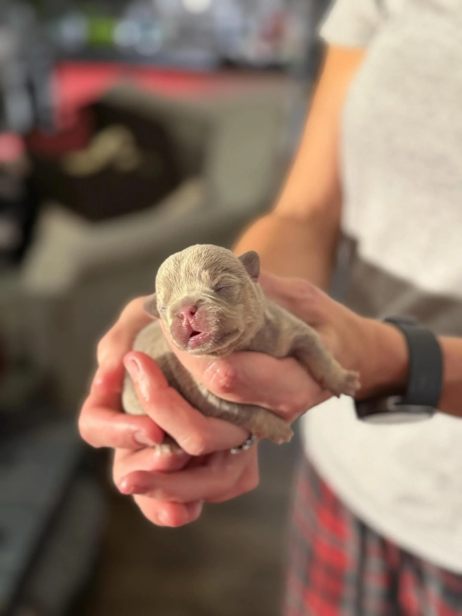 Nala & Cyber Attack Puppies