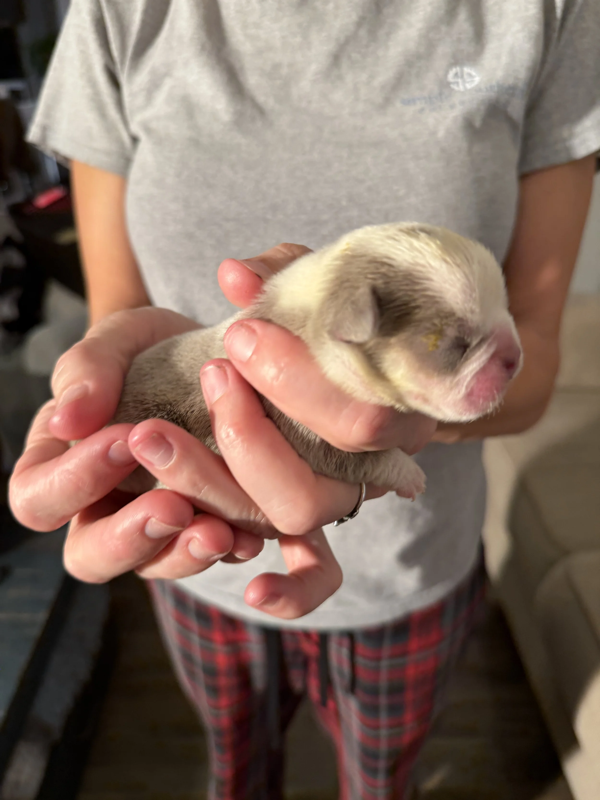 Nala & Cyber Attack Puppies