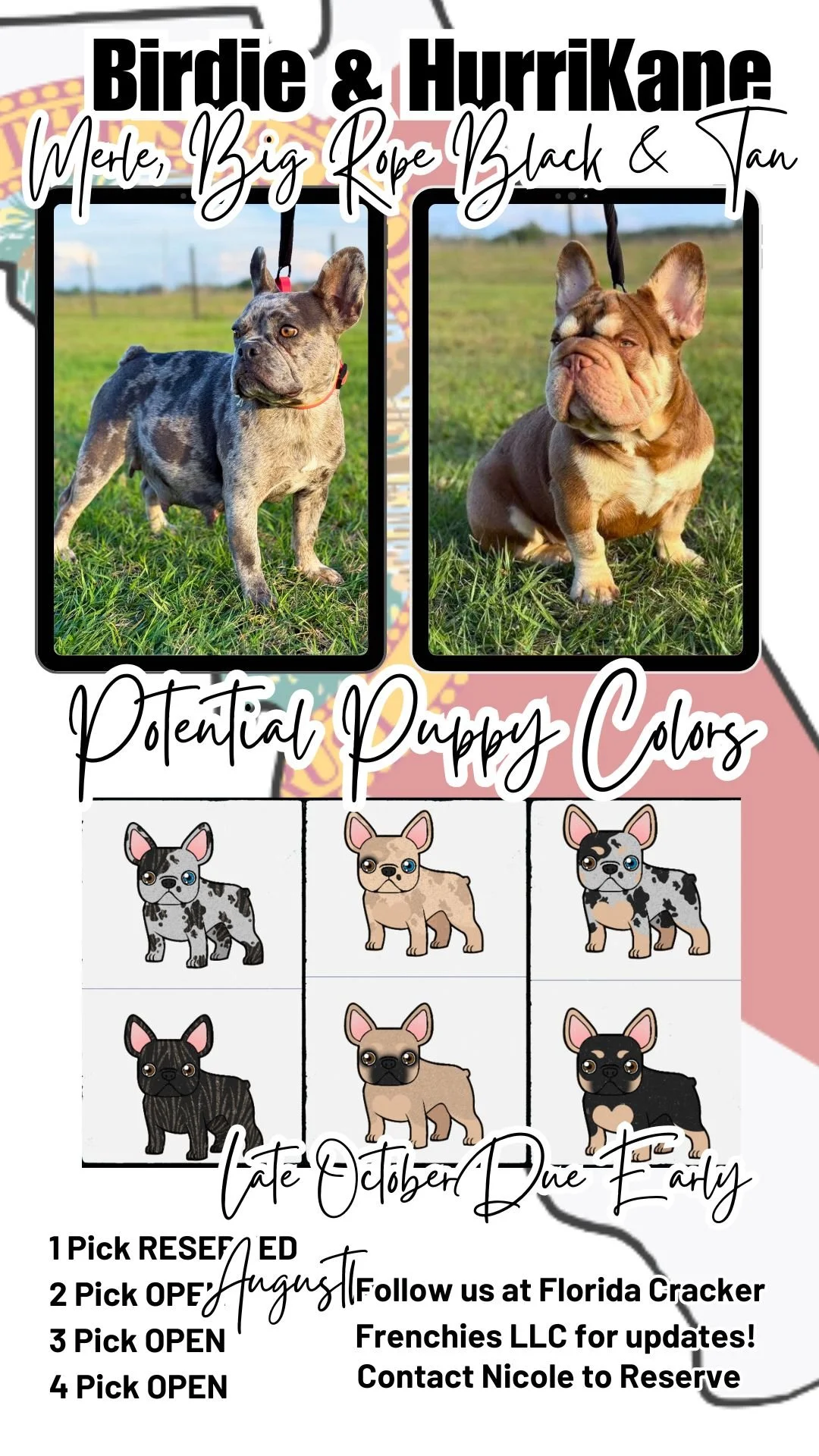 Possible French Bulldog puppy Colors for Birdie & HurriKane at Florida Cracker Frenchies.