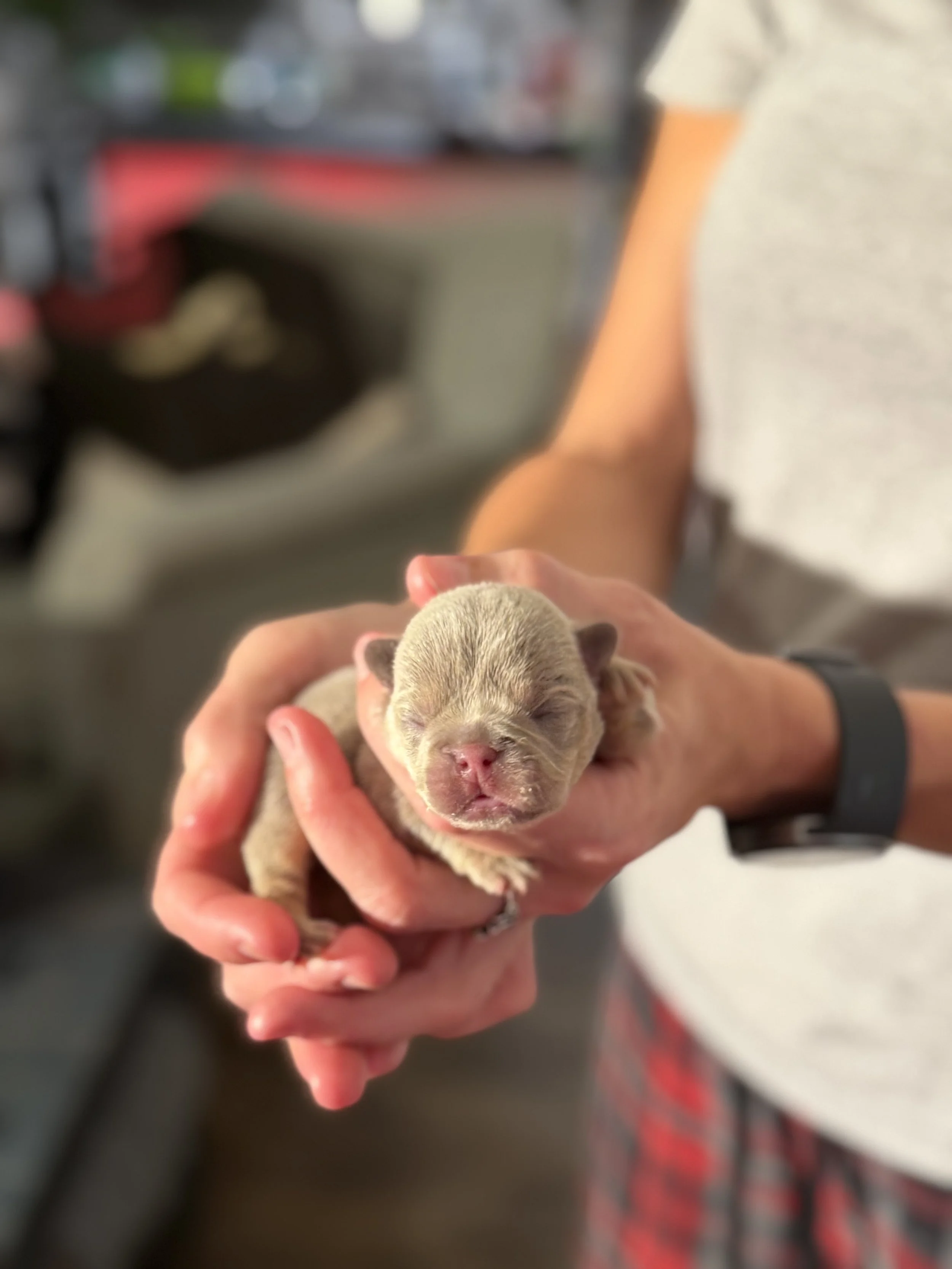 Nala & Cyber Attack Puppies