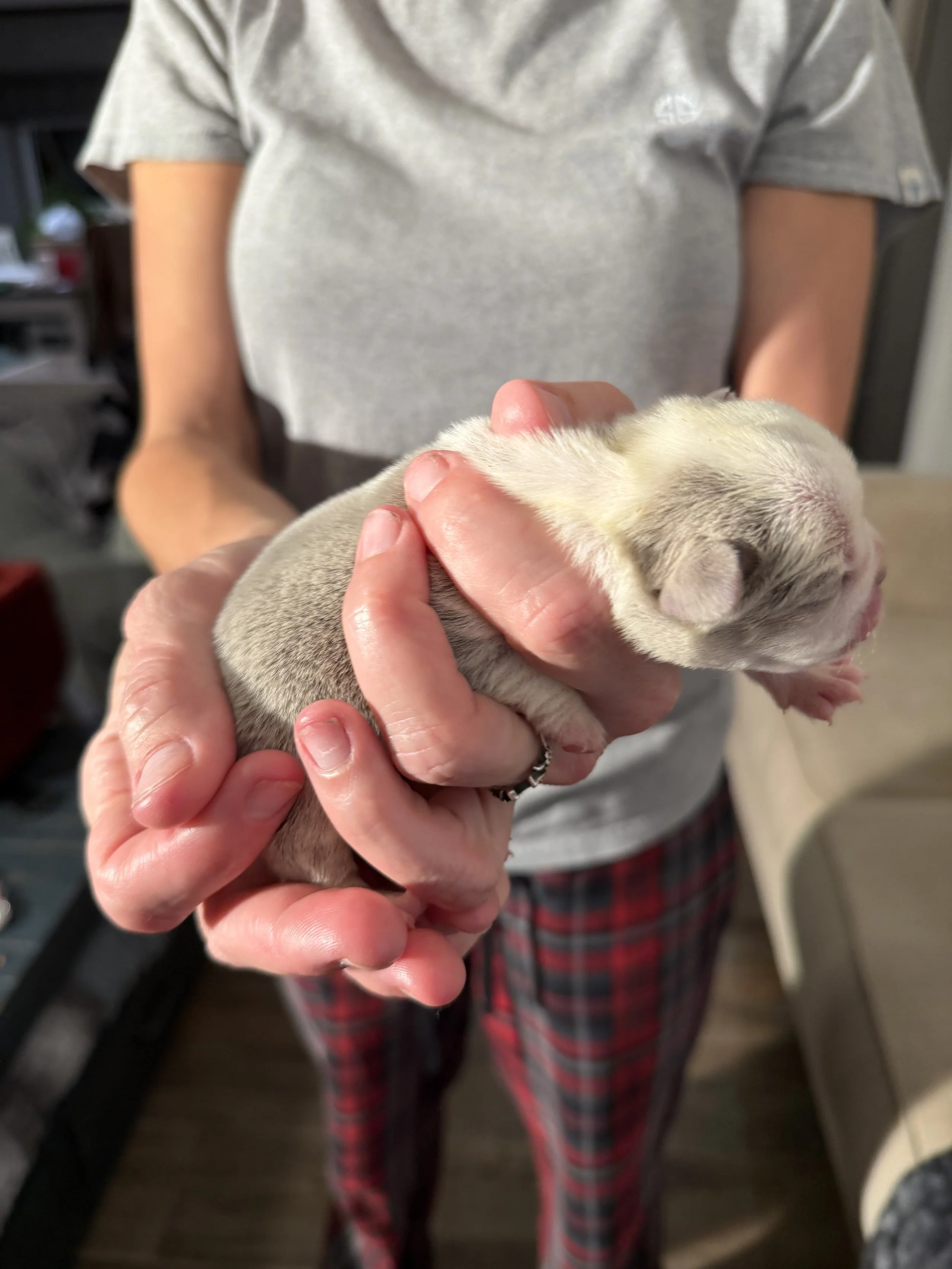 Nala & Cyber Attack Puppies