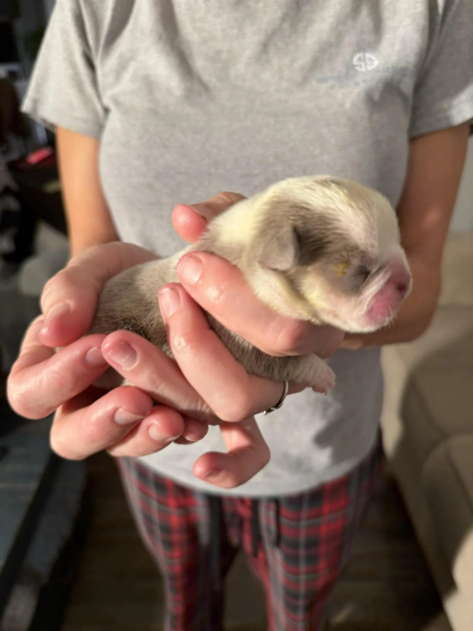 Nala & Cyber Attack Puppies