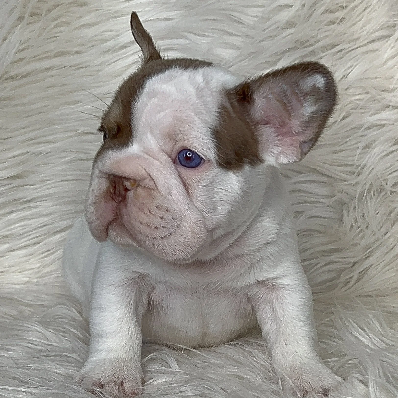 *RESERVED* New Shade Rojo & Tan Pied BIG ROPE Male Perfect Structure and temperament literal HurriKane Clone