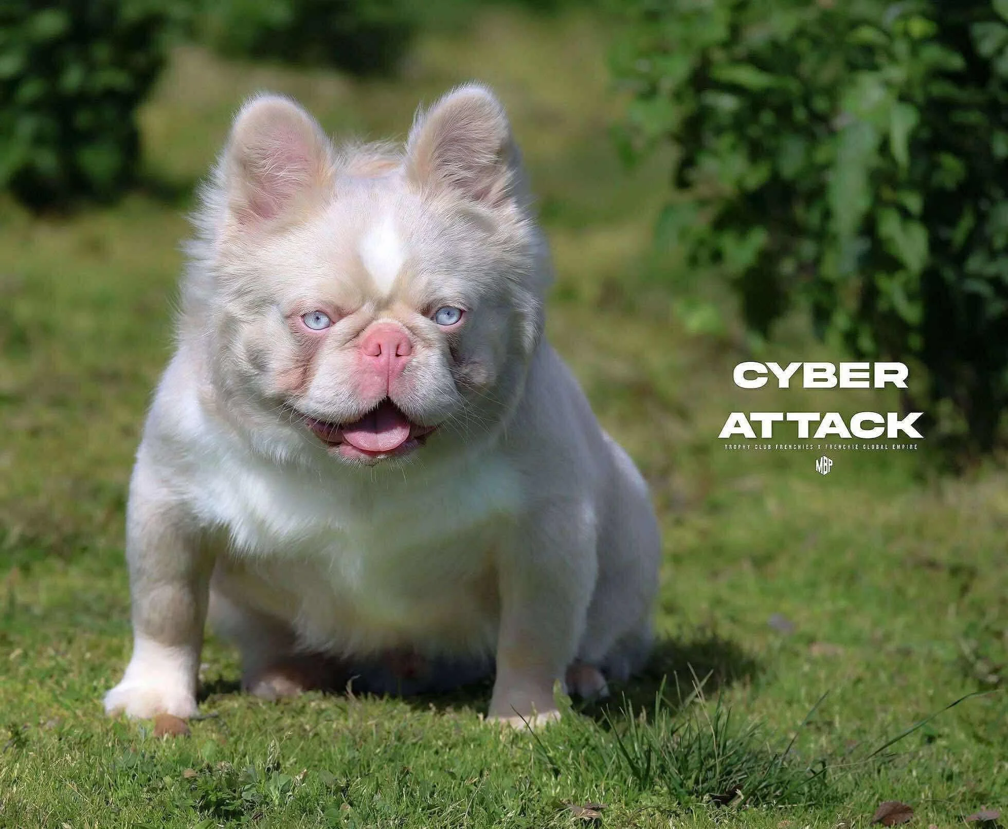 Cyber is a Full fluffy Pink Isabella and Tan Husky French Bulldog