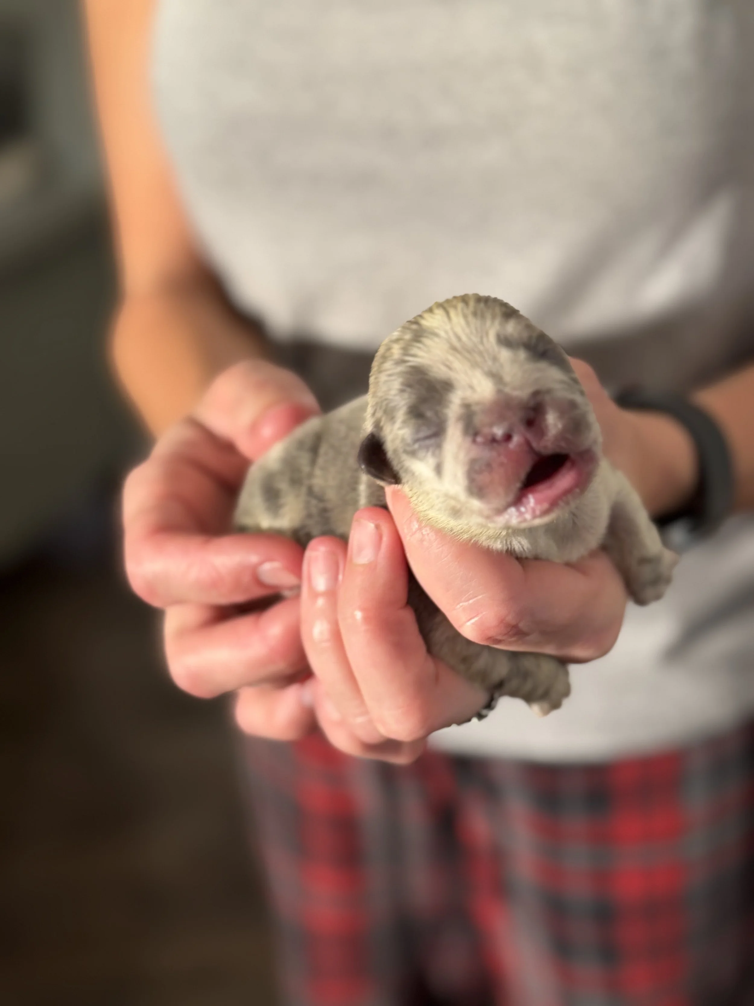 Nala & Cyber Attack Puppies