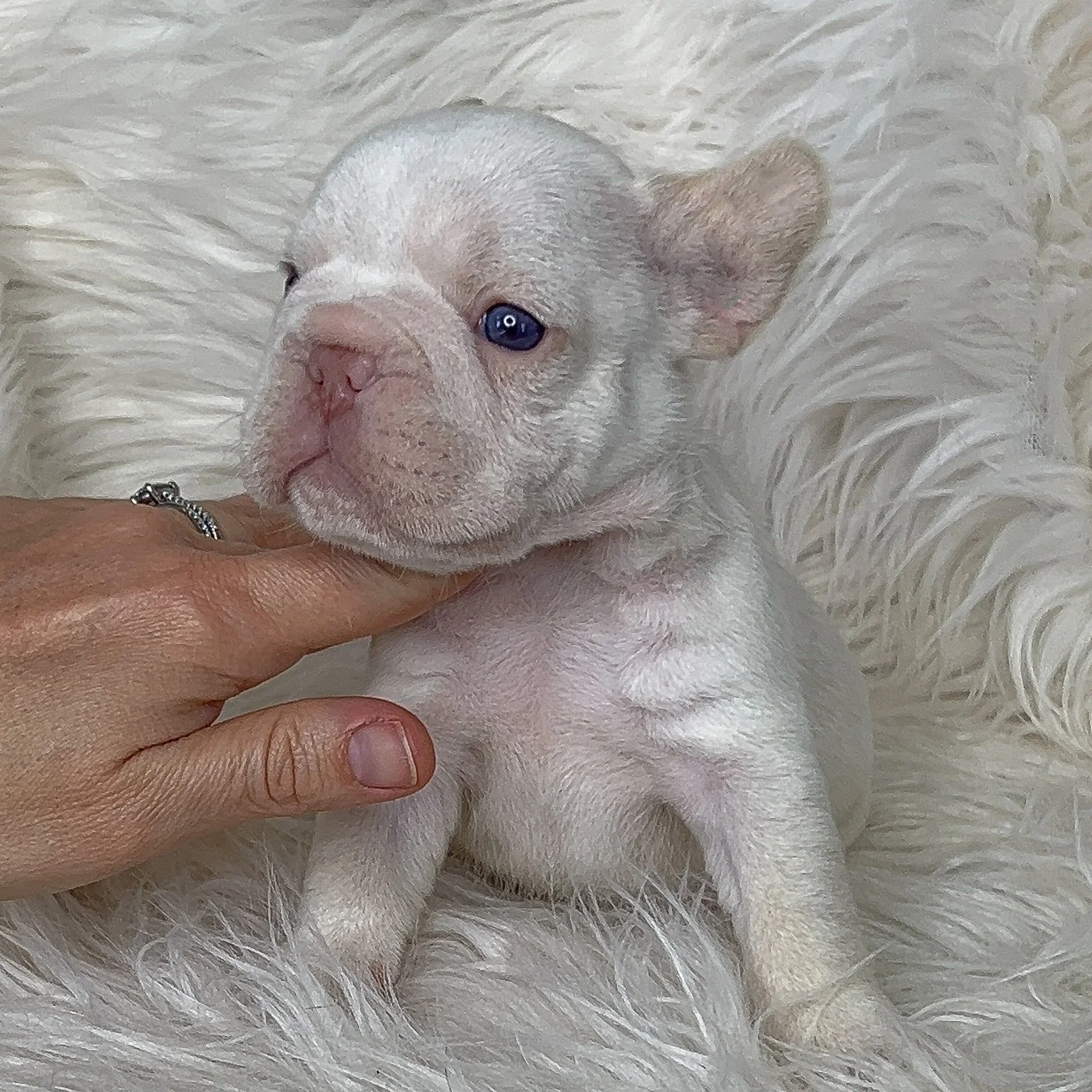 *RESERVED* Platinum Male big rope. He is curious and sweet and loves to play and run! Amazing earset and short back and short little legs. Ready to go 3/10/2026 comes with a 1 year health guarantee and health cert and shots. He is also litter trained