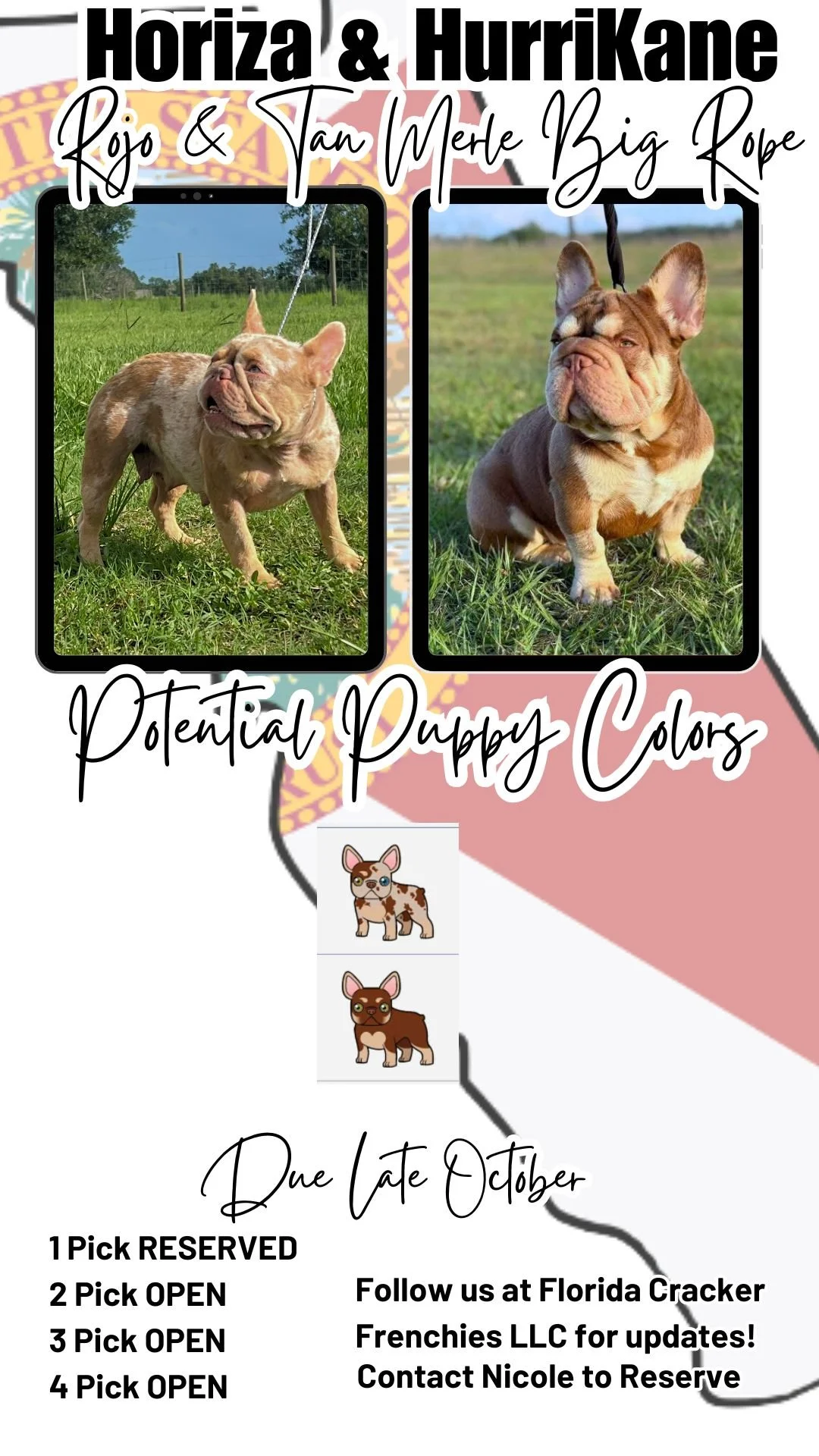 Possible French Bulldog puppy Colors for Horzia & HurriKane at Florida Cracker Frenchies.