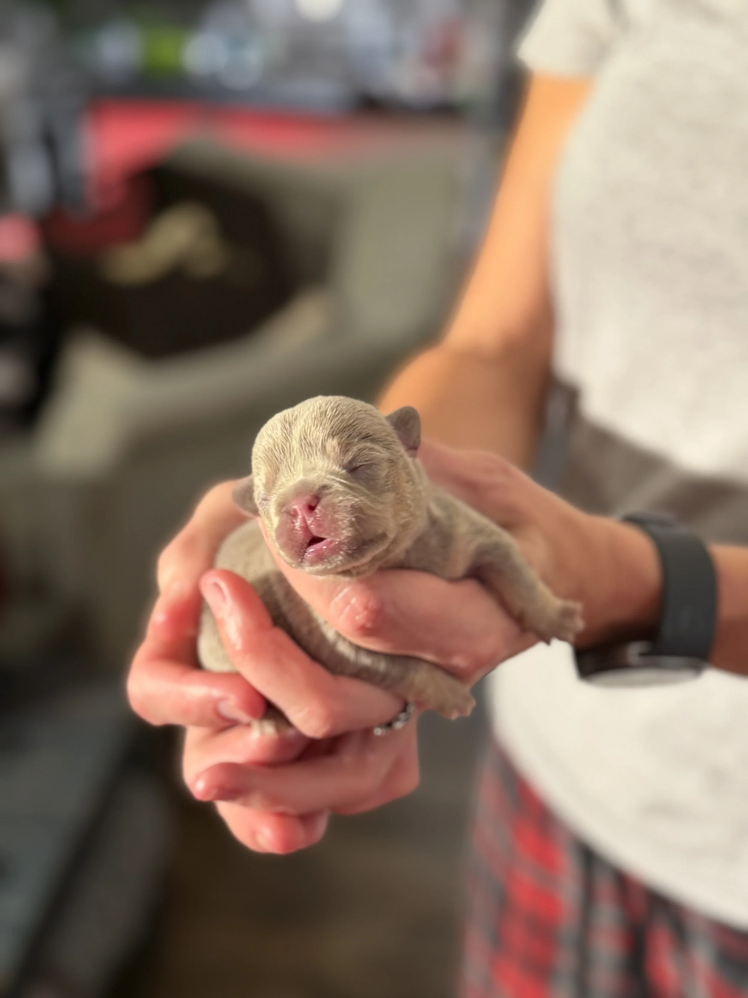 Nala & Cyber Attack Puppies