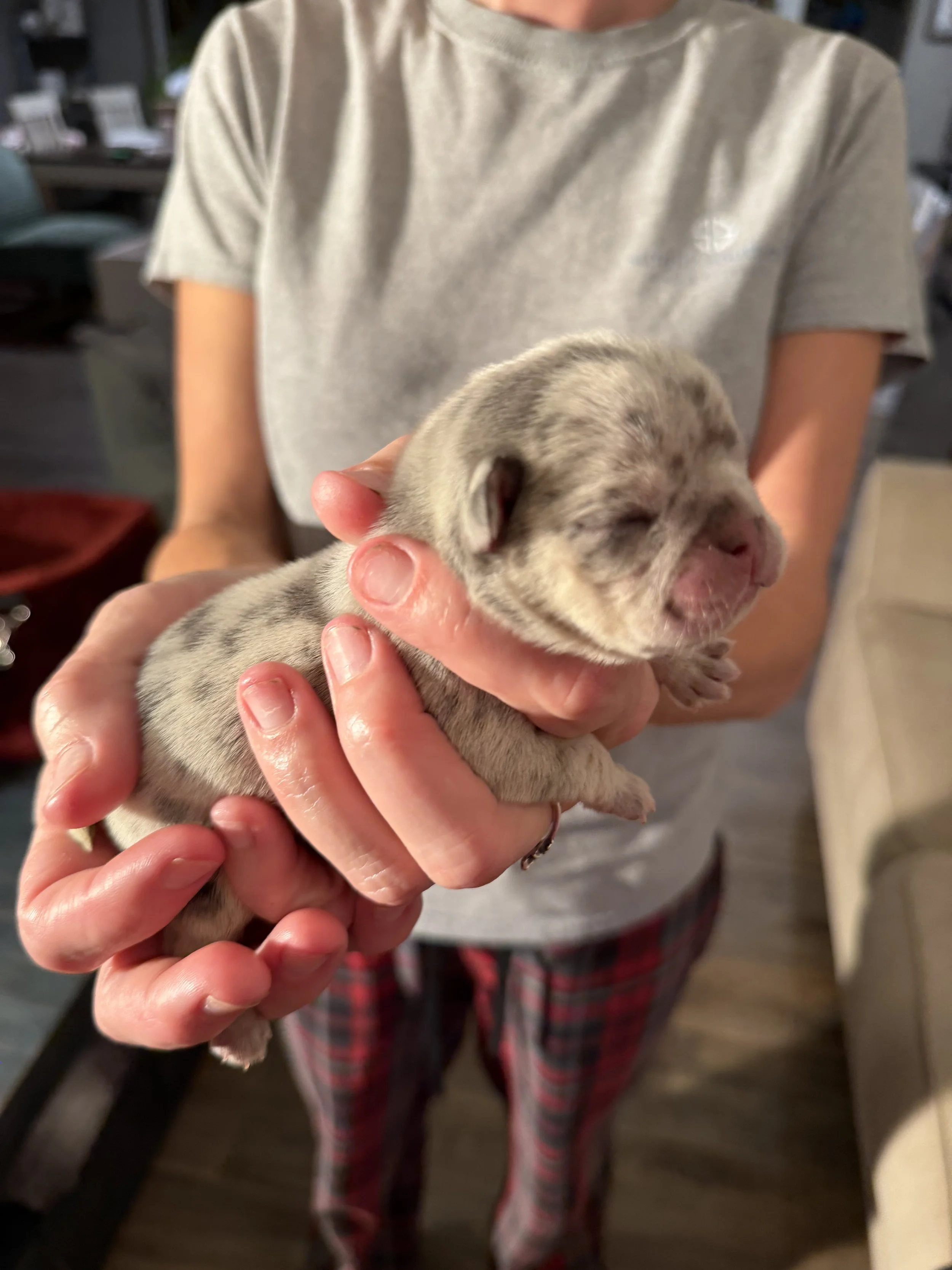 Nala & Cyber Attack Puppies