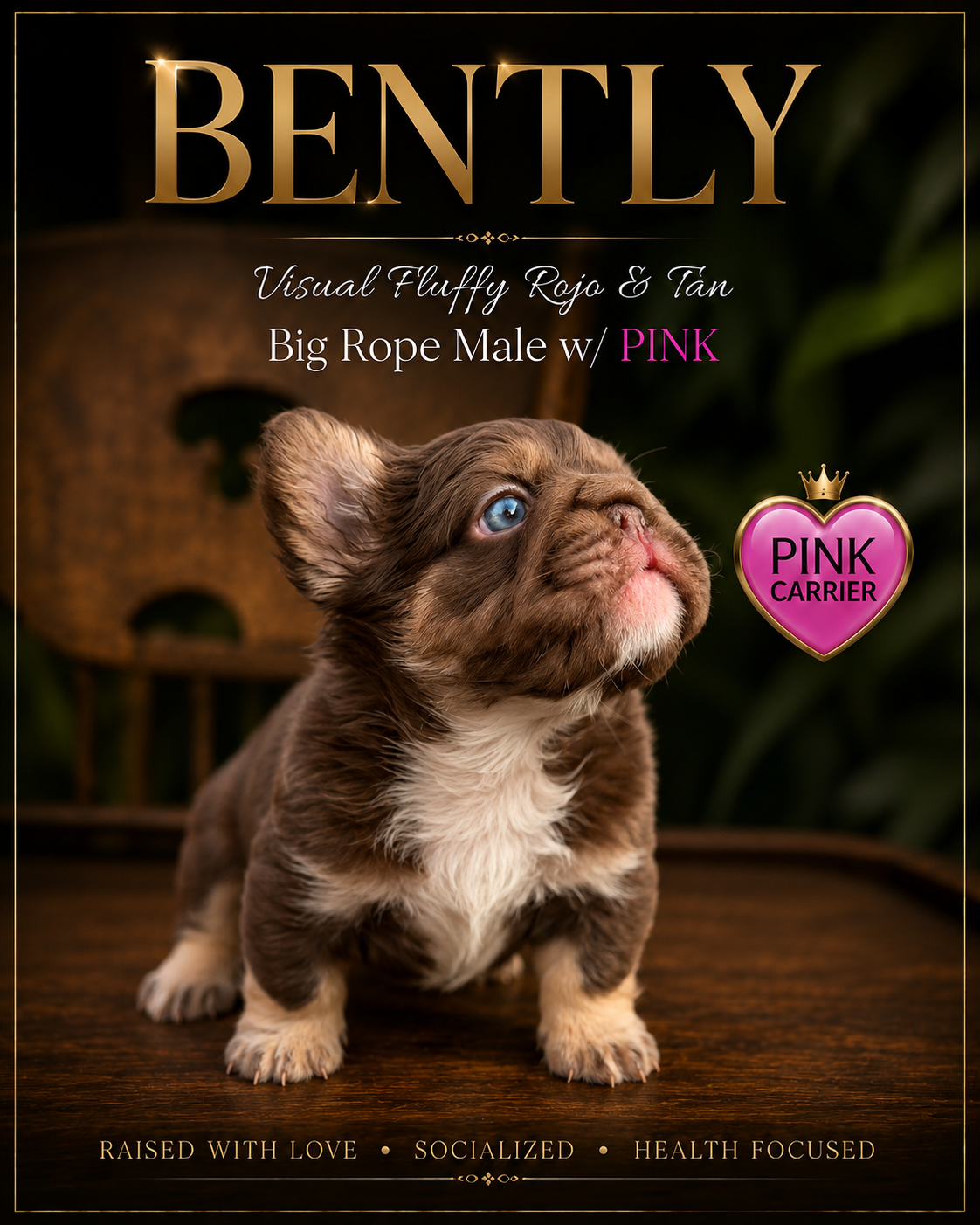 Roho and Tan Big rope Male visual Fluffy French bulldog or frenchie for sale, named Bentley, he carries Pink and has incredible structure.