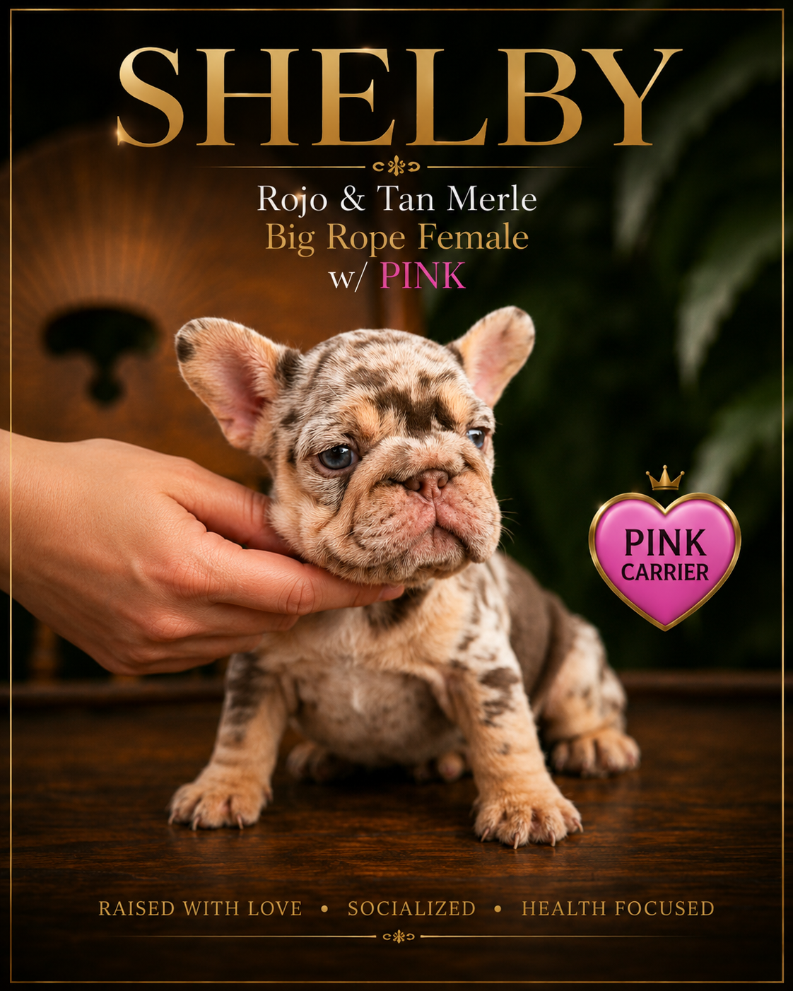 A cute French Bulldog puppy with  — a Big Rope Rojo & Tan Merle girl carrying the Pink gene,The background features a dark, blurred setting with green foliage, including a pink heart-shaped emblem labeled "Pink Carrier".