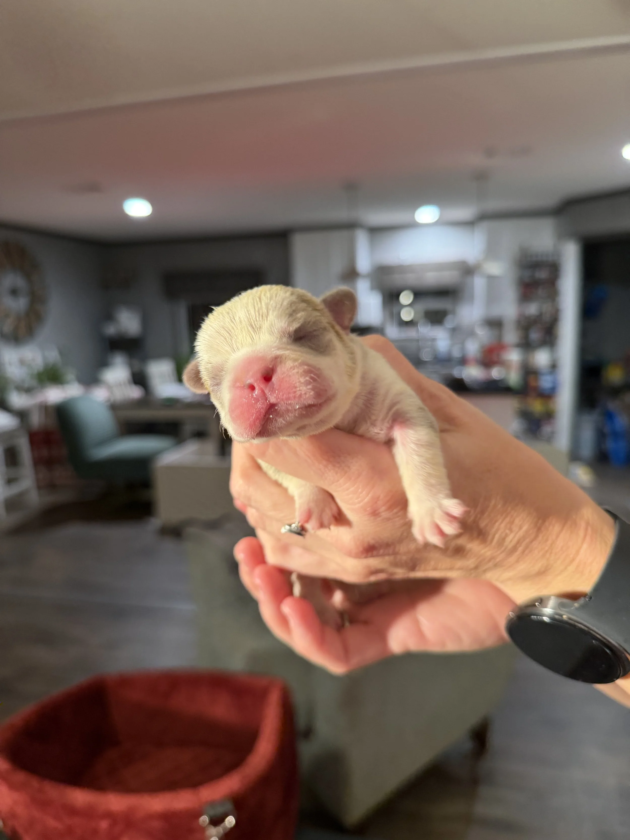 Nala & Cyber Attack Puppies