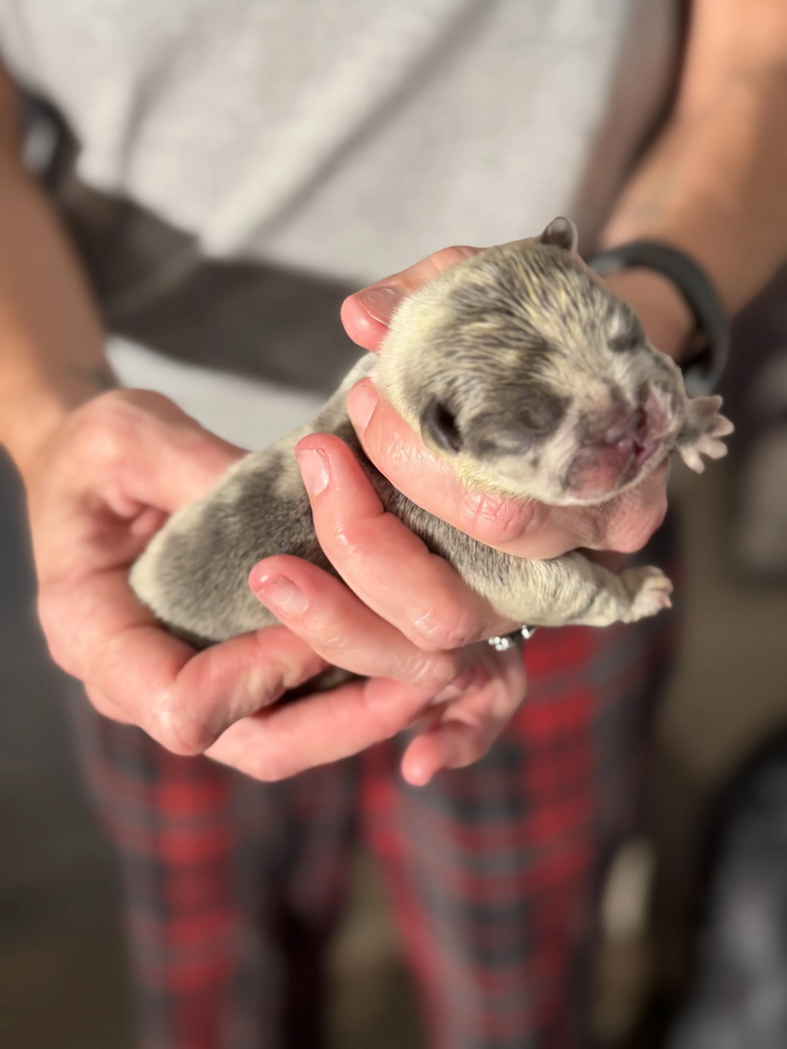 Nala & Cyber Attack Puppies