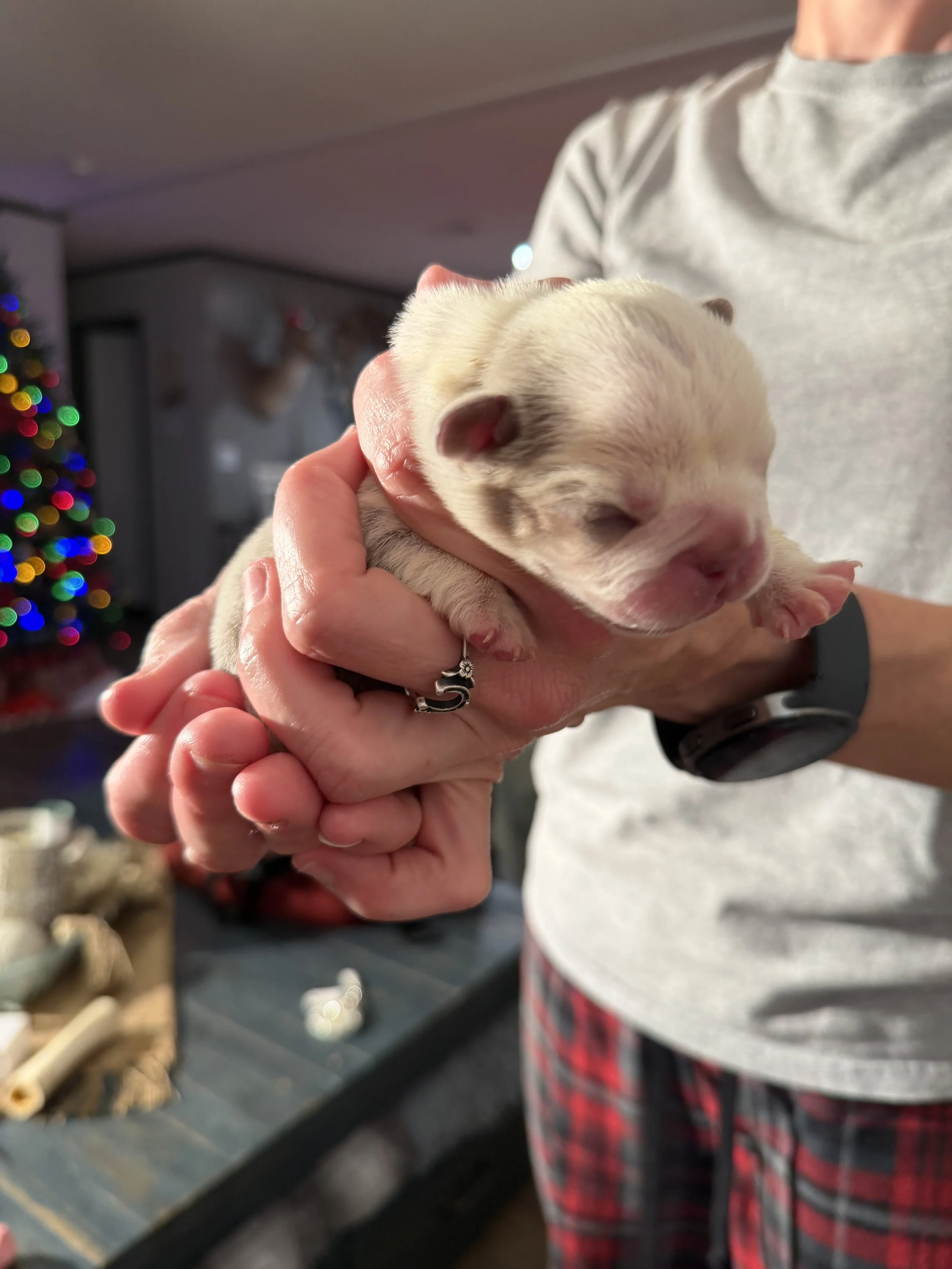 Nala & Cyber Attack Puppies