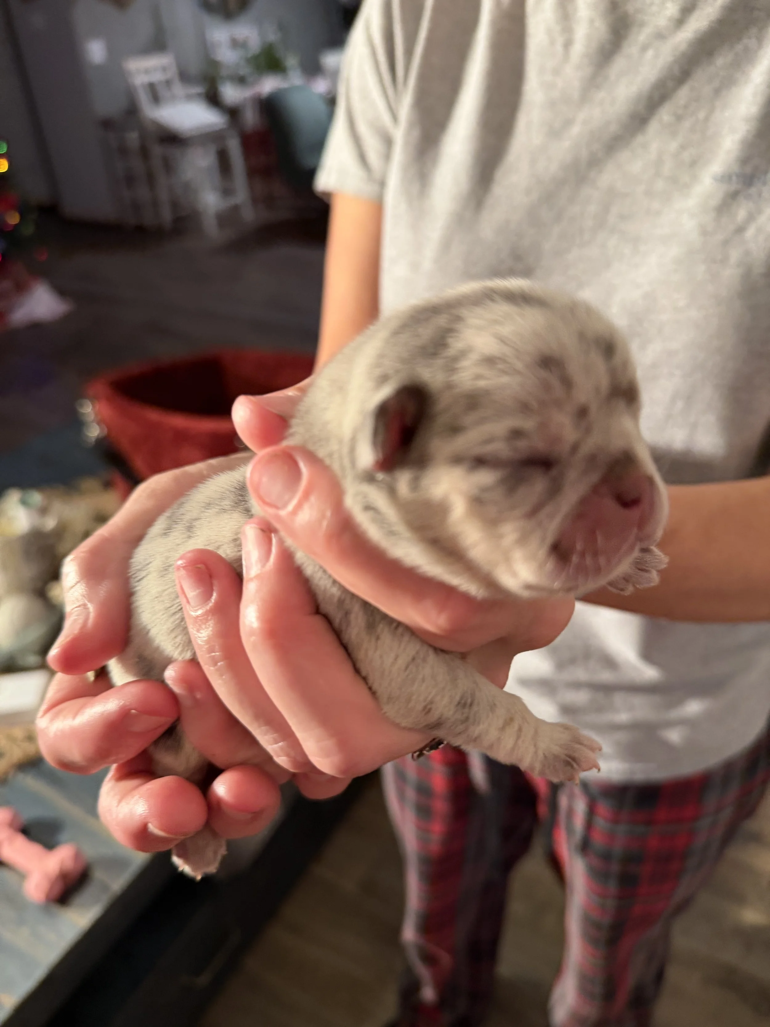 Nala & Cyber Attack Puppies