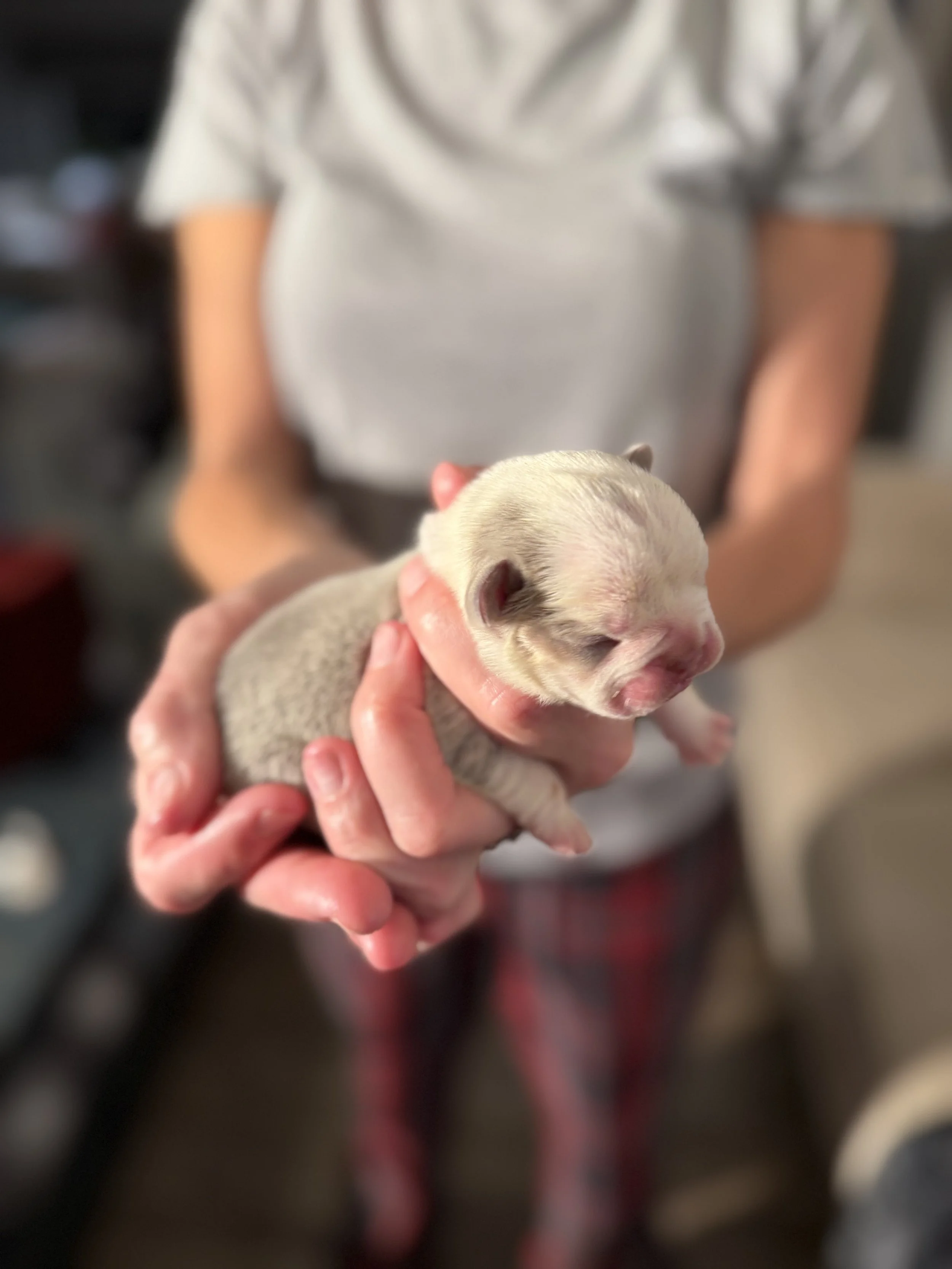 Nala & Cyber Attack Puppies