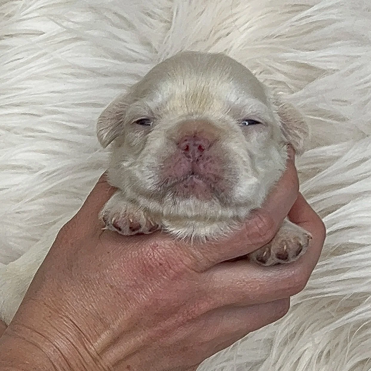 AVAILABLE Visual Fluffy Platinum Female Ice Blue eyes she is perfect and so tiny - $6500