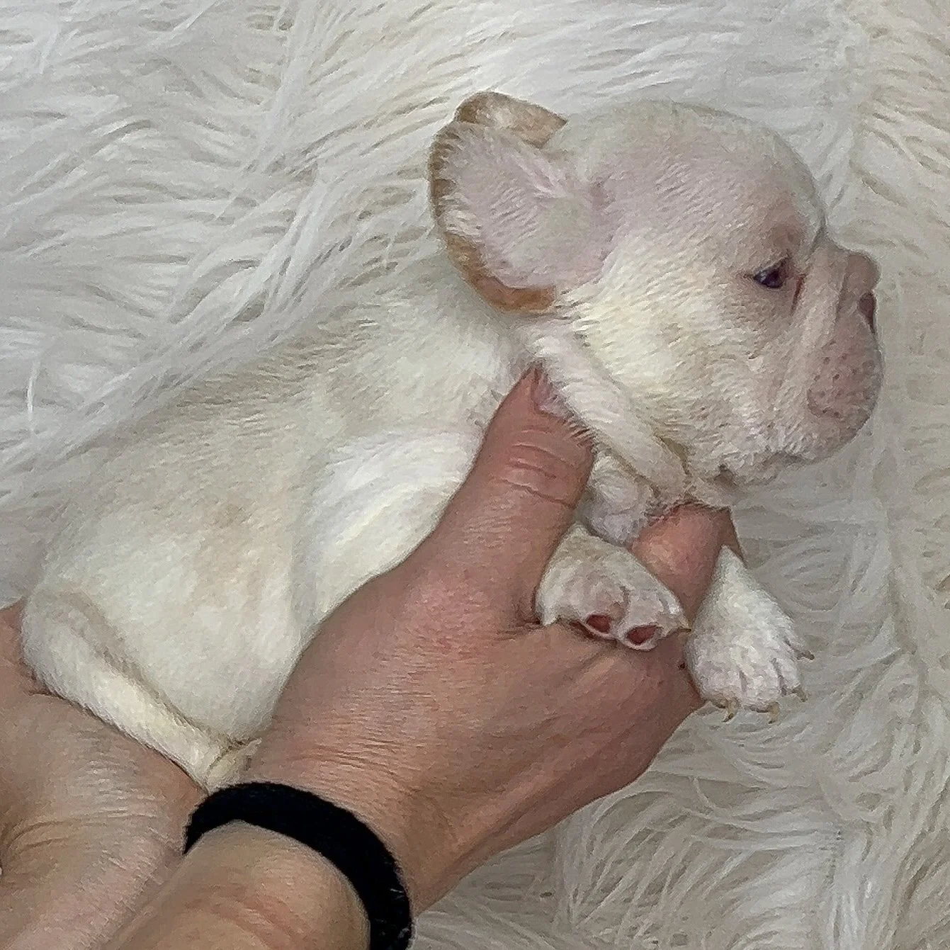 *RESERVED* Rojo & Tan Female Wrapped in cream Super sweet girl with a playful personality and just loves to be cuddled. Amazing earset and short back and short little legs. Ready to go 3/10/2026 comes with a 1 year health guarantee and health cert an