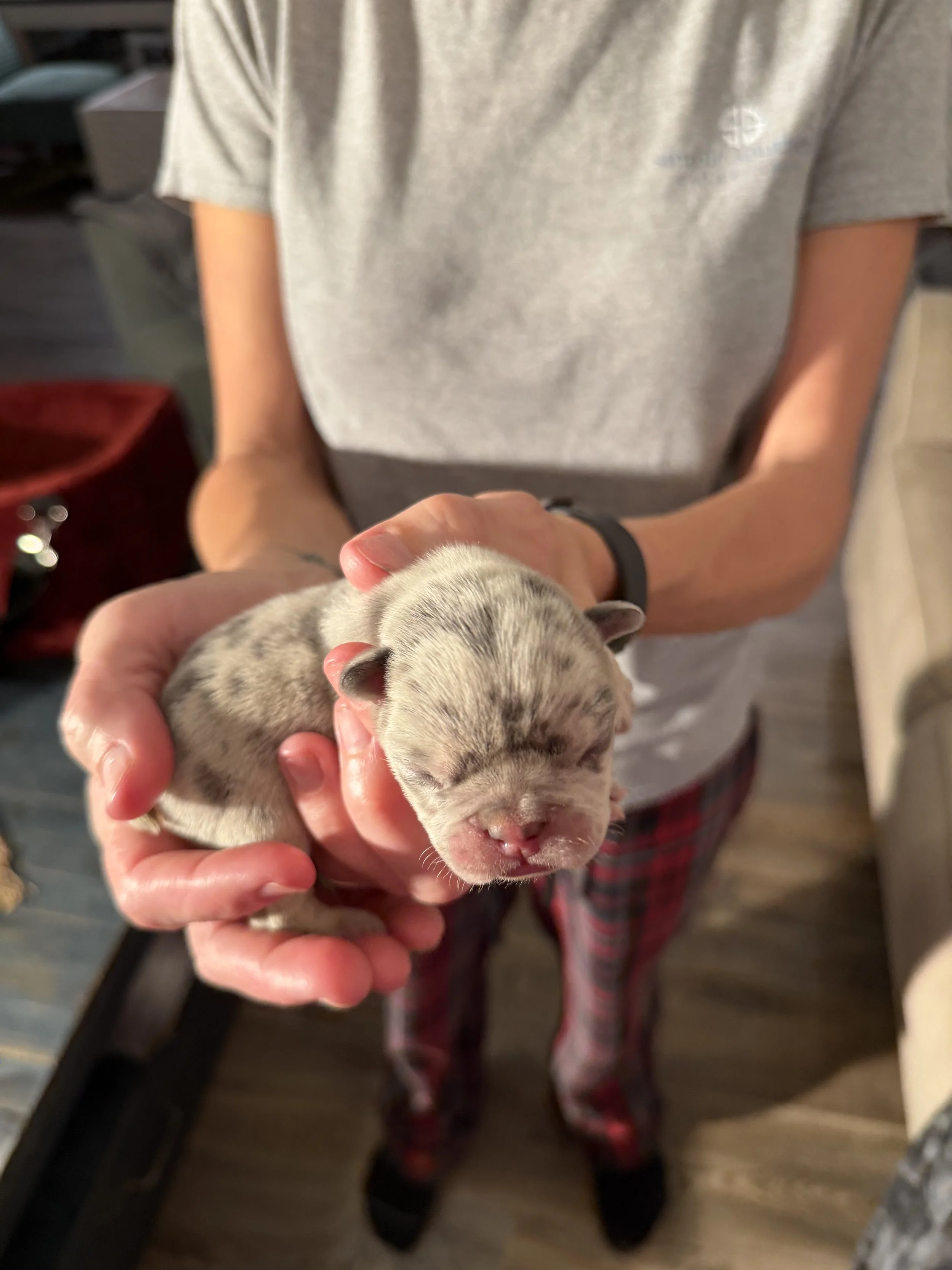 Nala & Cyber Attack Puppies