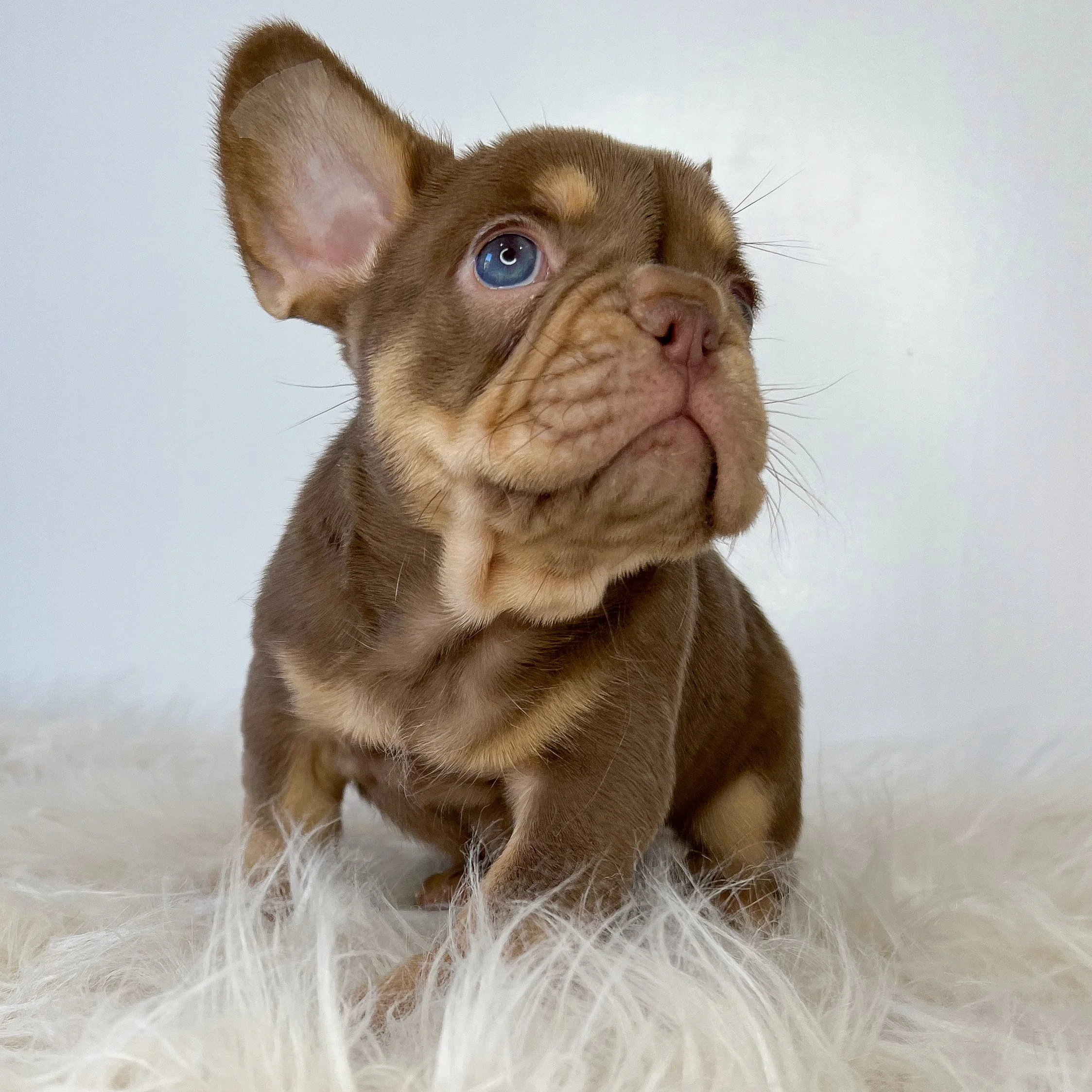 *RESERVED* New Shade Rojo & Tan Female Amazing earset and short back and short little legs. Looking for his furever home. Ready to go 3/10/2026 comes with a 1 year health guarantee and health cert and shots. She is also litter trained. 