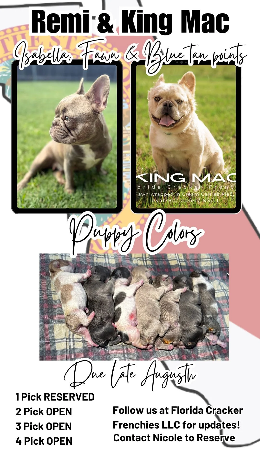 Possible Puppy Colors for Remi & King Mac at Florida Cracker Frenchies.
