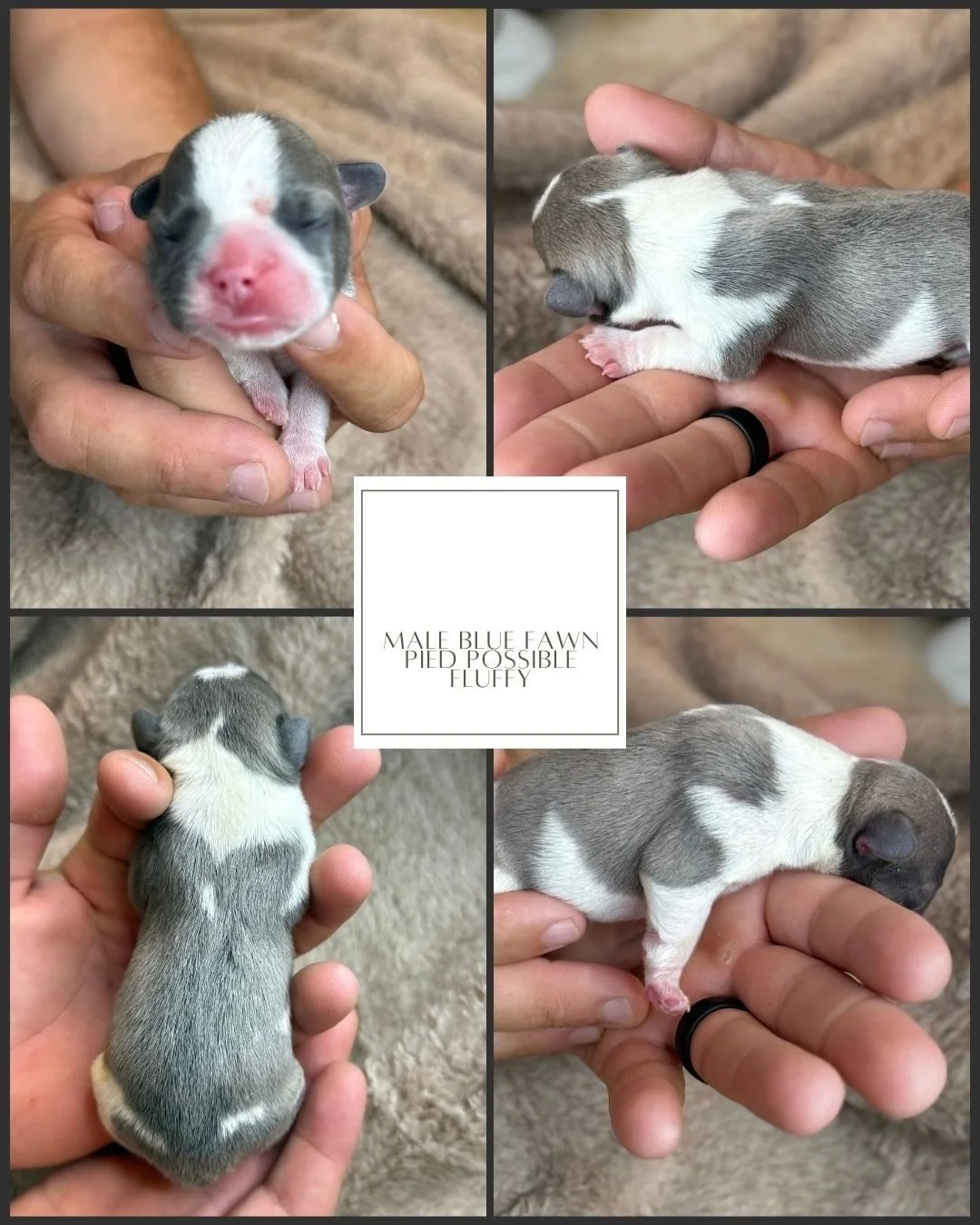 Male Blue Fawn Pied French Bulldog Puppy ready to find its new home,  Florida Cracker Frenchies