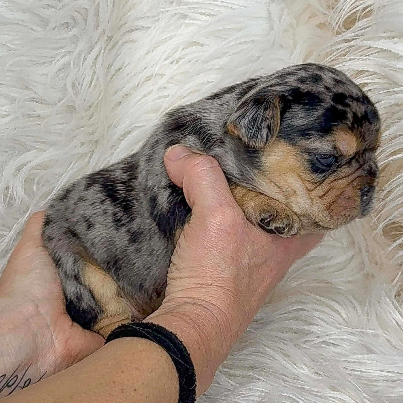 *RESERVED* Black & Tan Merle Male Fluffy Carrier so has a super soft low shedding coat  