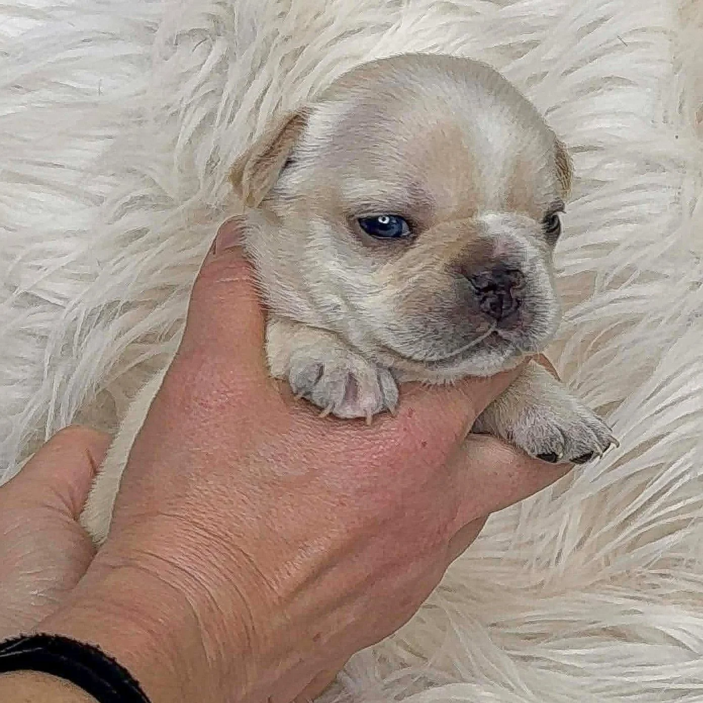 AVAILABLE  Cream Pied Male So tiny, Fluffy Carrier so has a super soft low shedding coat   - $5000 obo