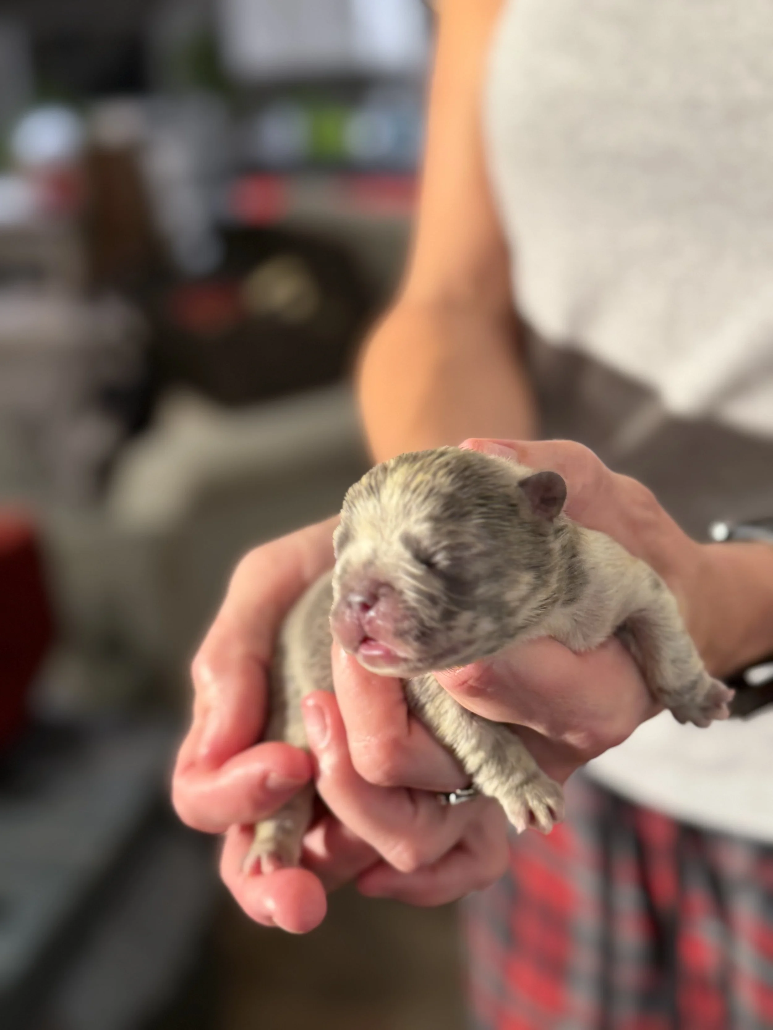 Nala & Cyber Attack Puppies