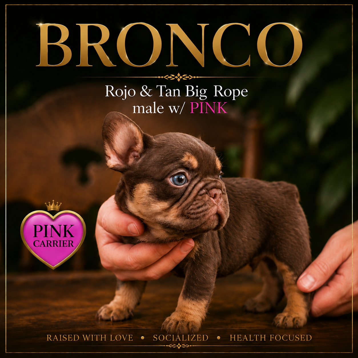 Rojo & Tan Big Rope male French Bulldog or Frenchie Puppy for sale carrying the Pink gene with those unforgettable blue eyes.