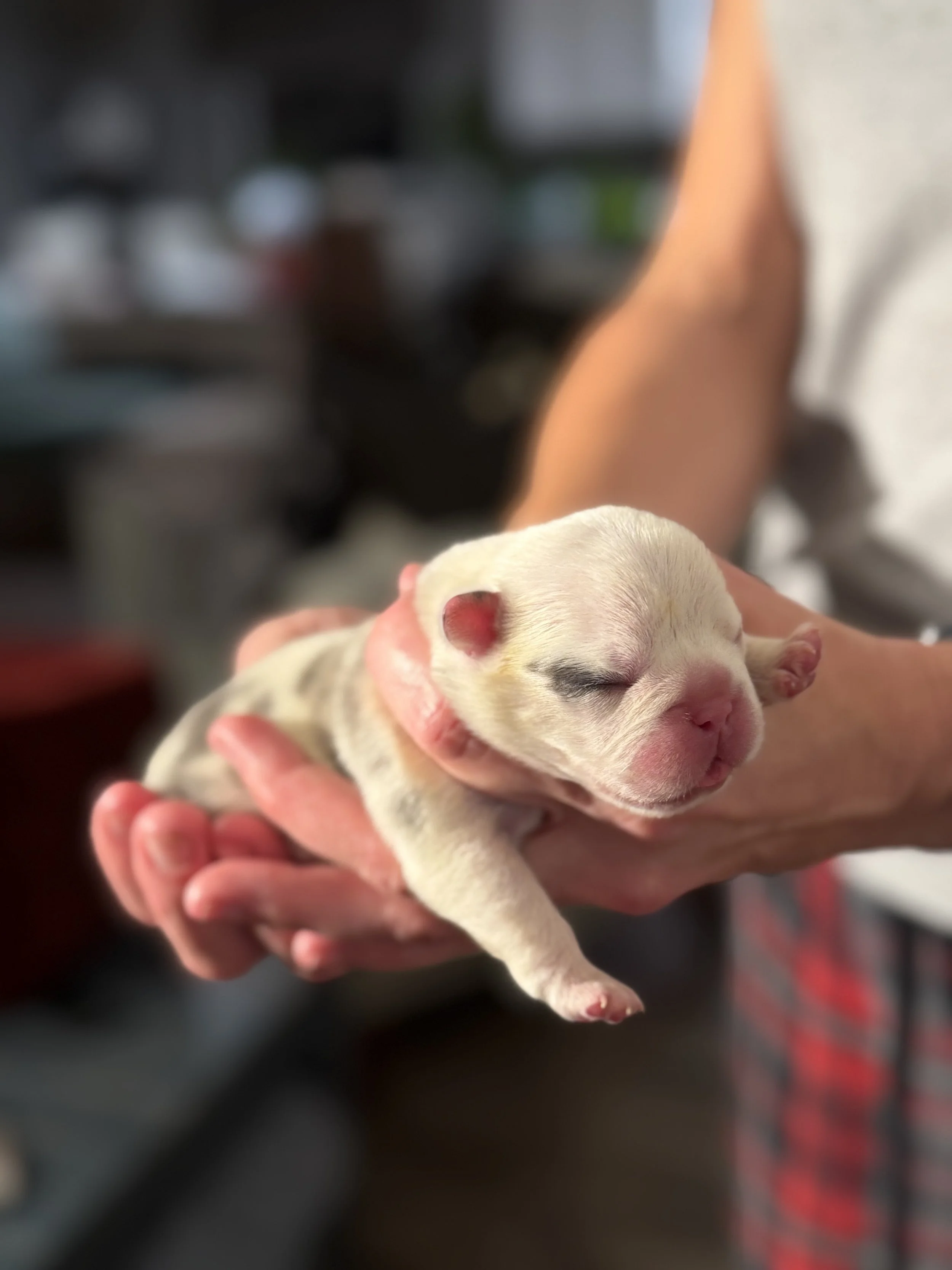 Nala & Cyber Attack Puppies