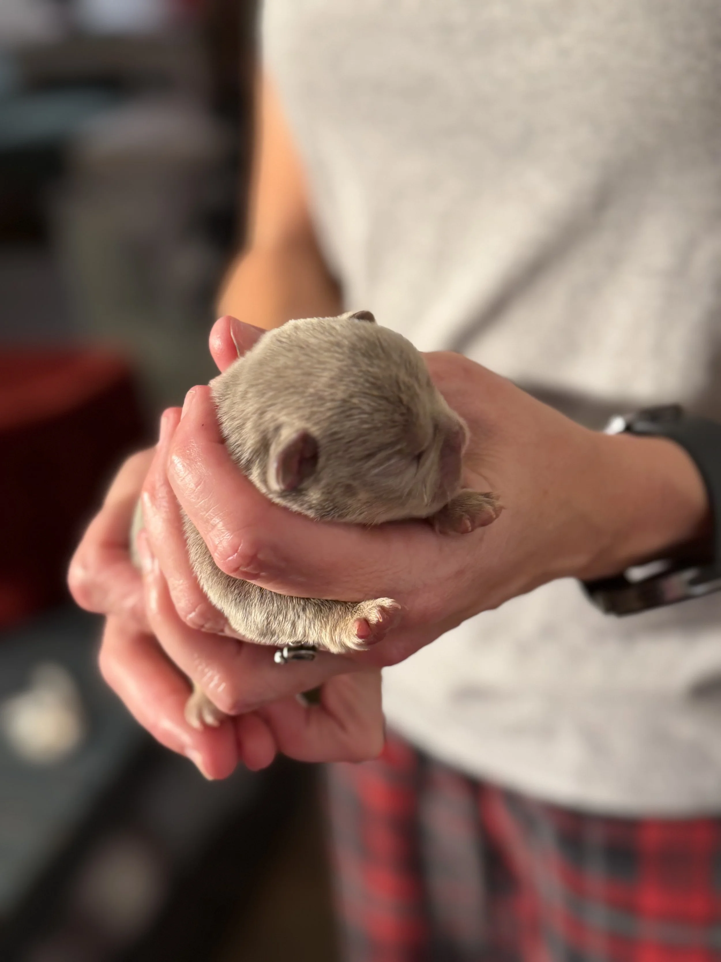 Nala & Cyber Attack Puppies