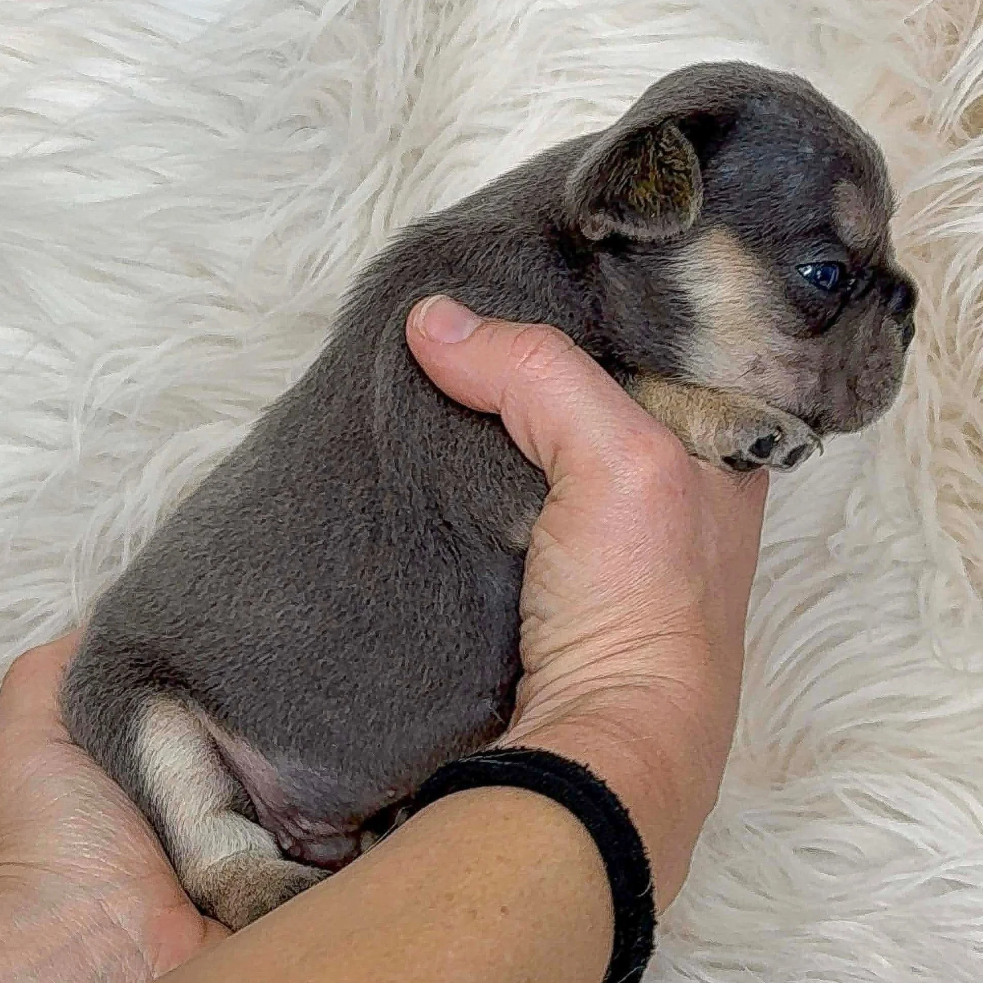 AVAILABLE Blue & Tan Male Fluffy Carrier so has a super soft low shedding coat   carries cream - $5000 obo