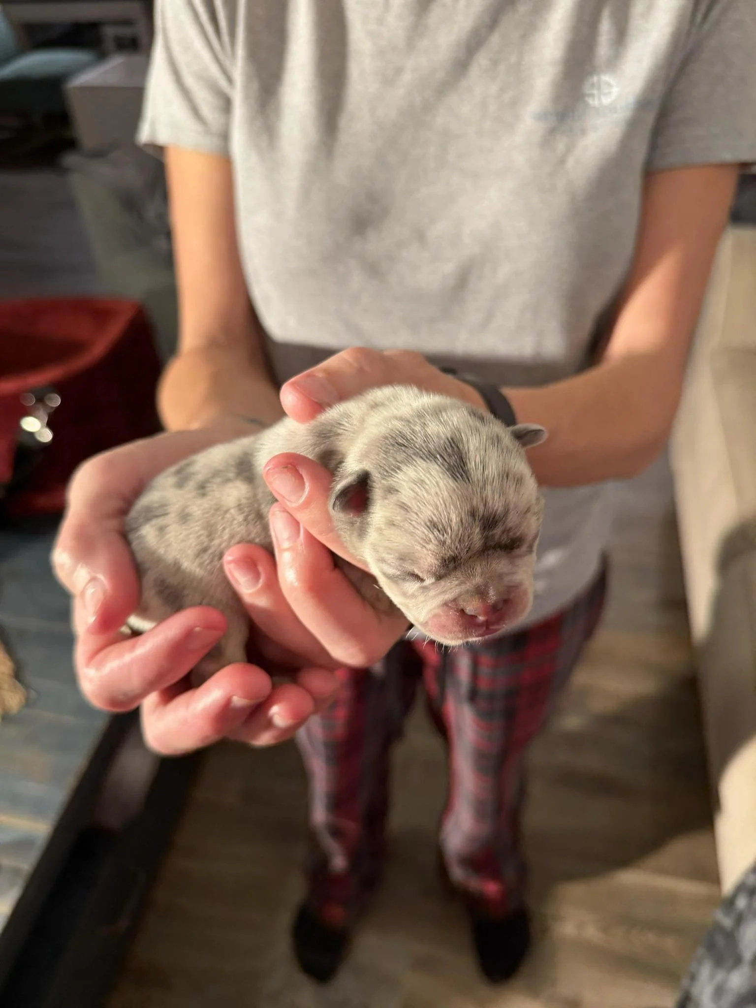 Nala & Cyber Attack Puppies