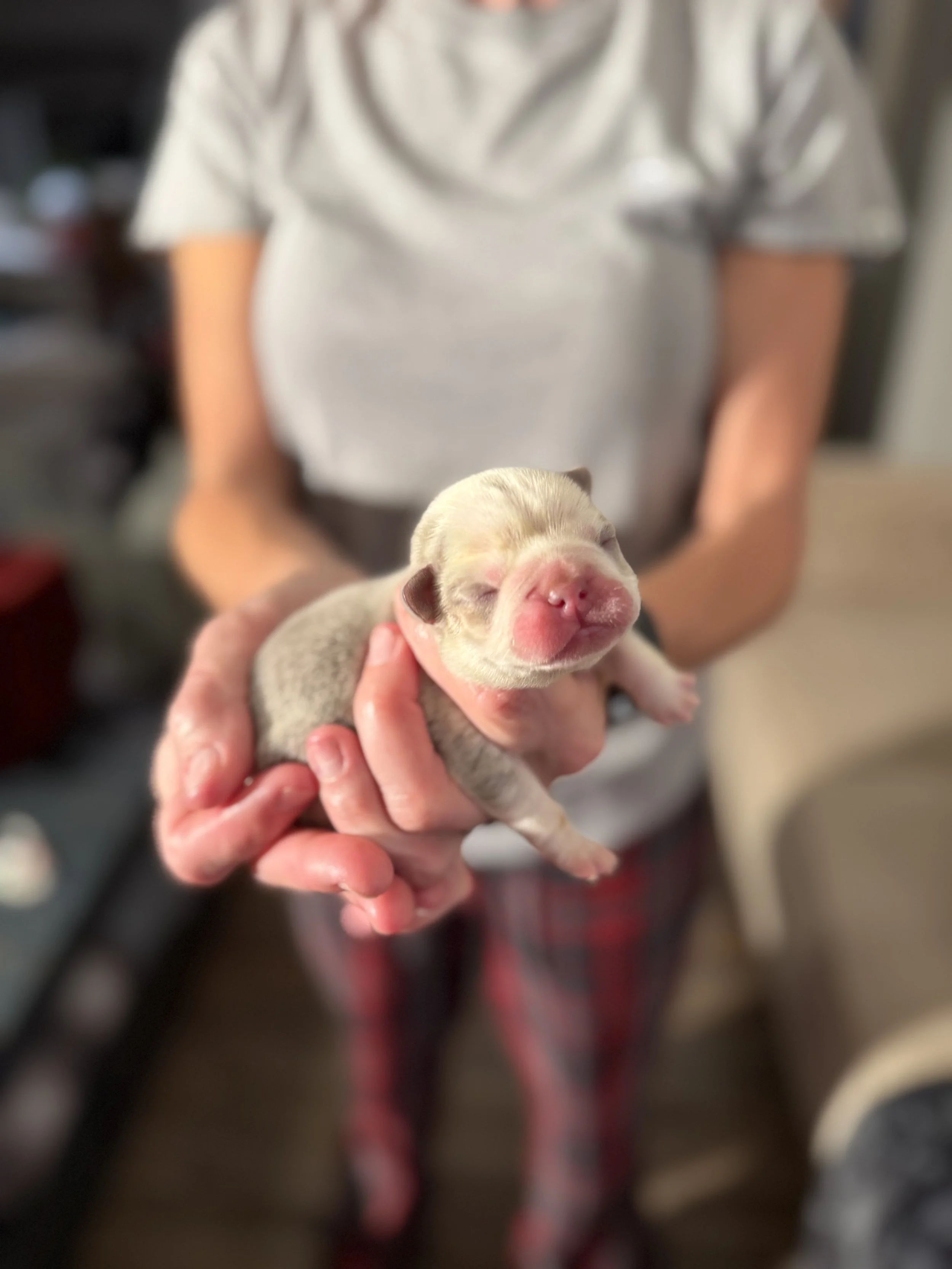 Nala & Cyber Attack Puppies