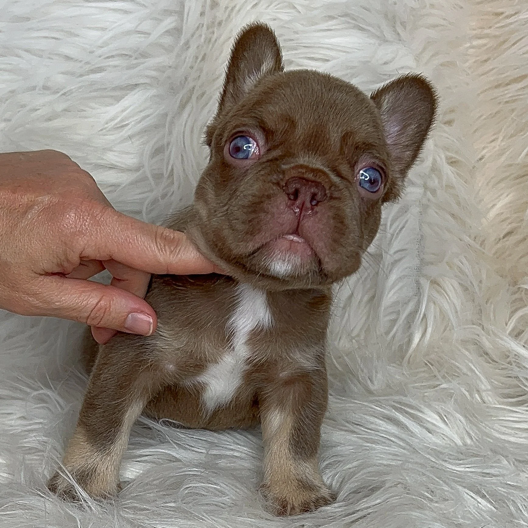 AVAILABLE  New Shade Rojo & Tan Male Pied Carrier Male Super sweet boy with a playful personality and just loves to be cuddled. Amazing earset and short back and short little legs. Looking for his furever home. Ready to go 3/3/2026 comes with a 1 ye