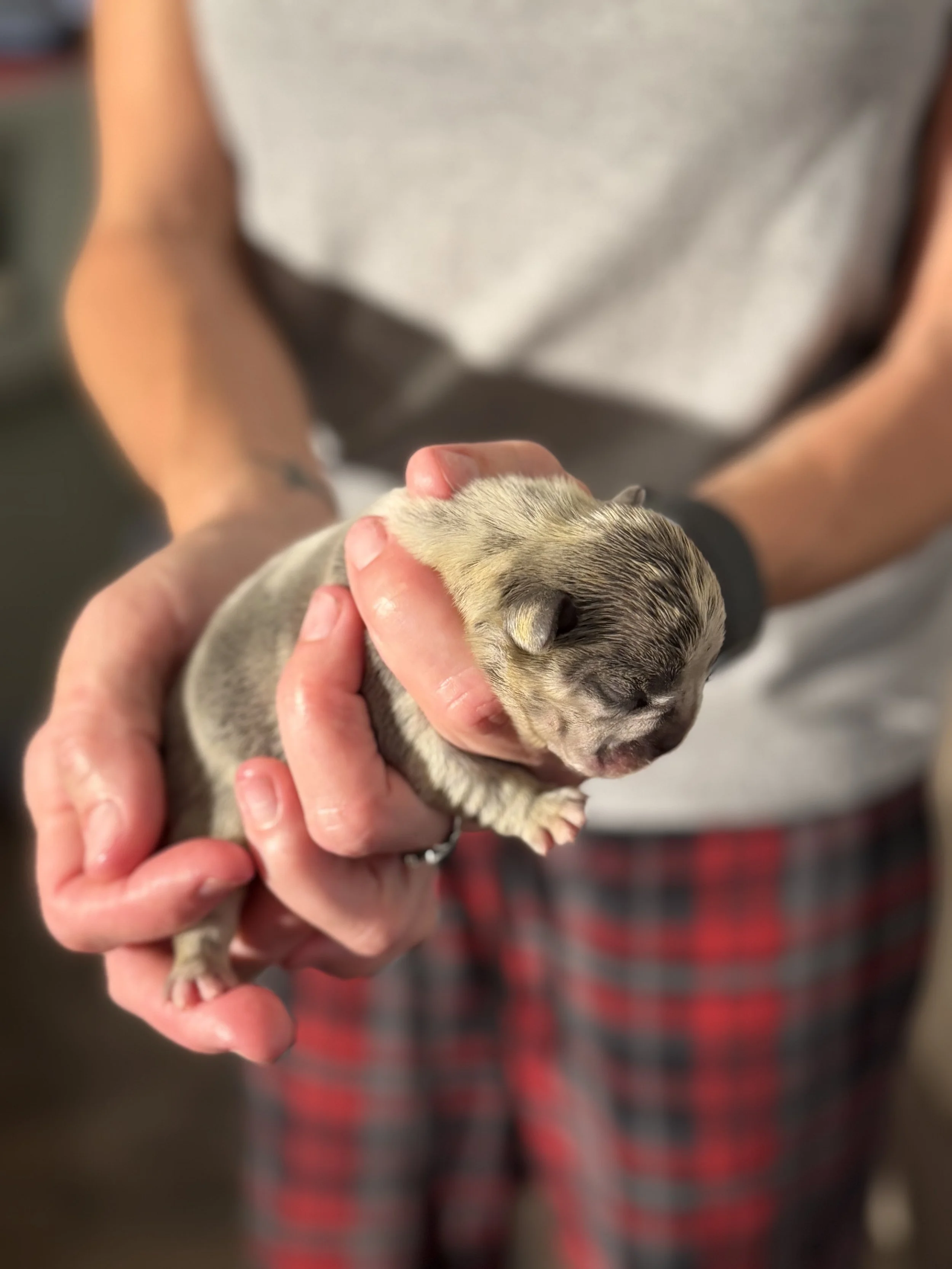 Nala & Cyber Attack Puppies