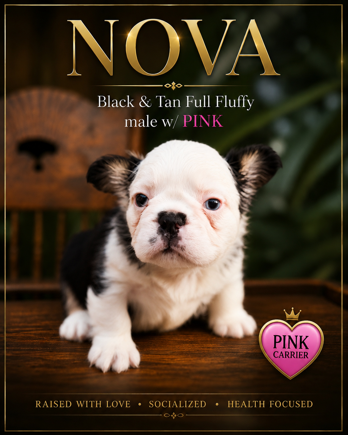 A Chunky Black and Tan Husky carrying pink visual fluffy French Bulldog or Frenchie male available for sale.