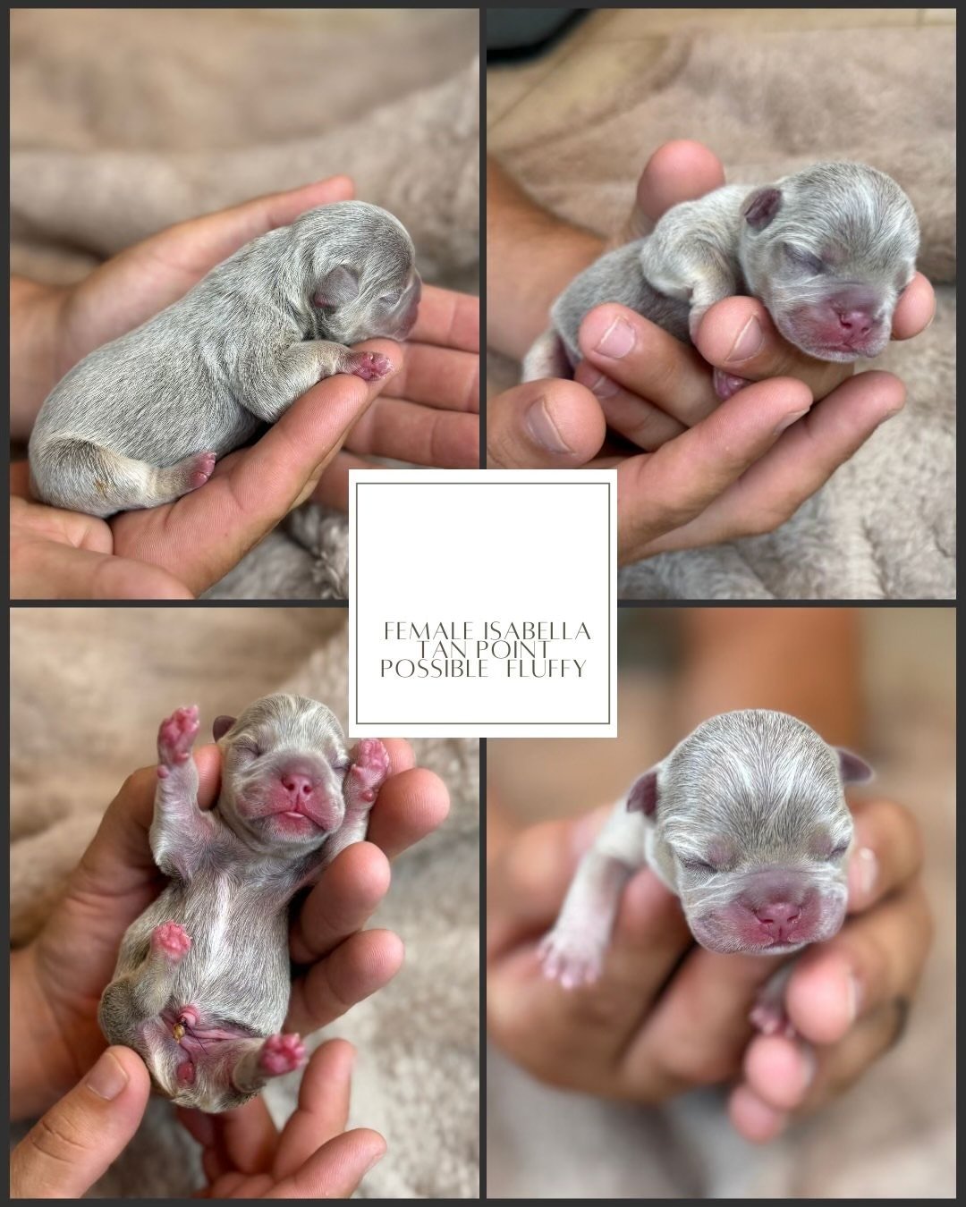 Female French Bulldog Puppy ready to find its new home,  Florida Cracker Frenchies