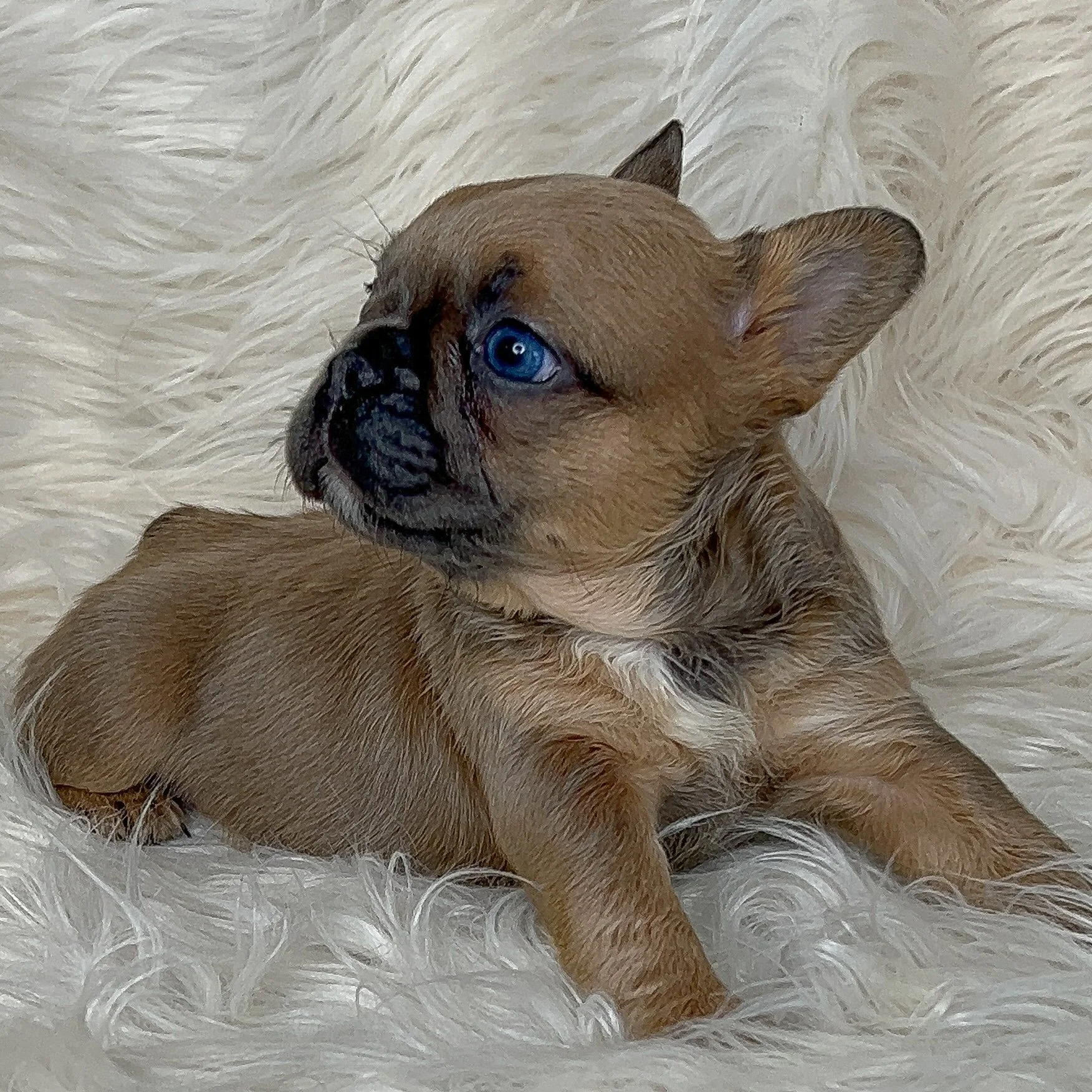 AVAILABLE Blue Sable Carries Curl & Fluffy Female. This girl is super unique. Her coat is wavy and soft and is slightly longer than the other short hair puppies in this litter. She has ice blue eyes and is just the sweetest thing ever!!! $5000 obo