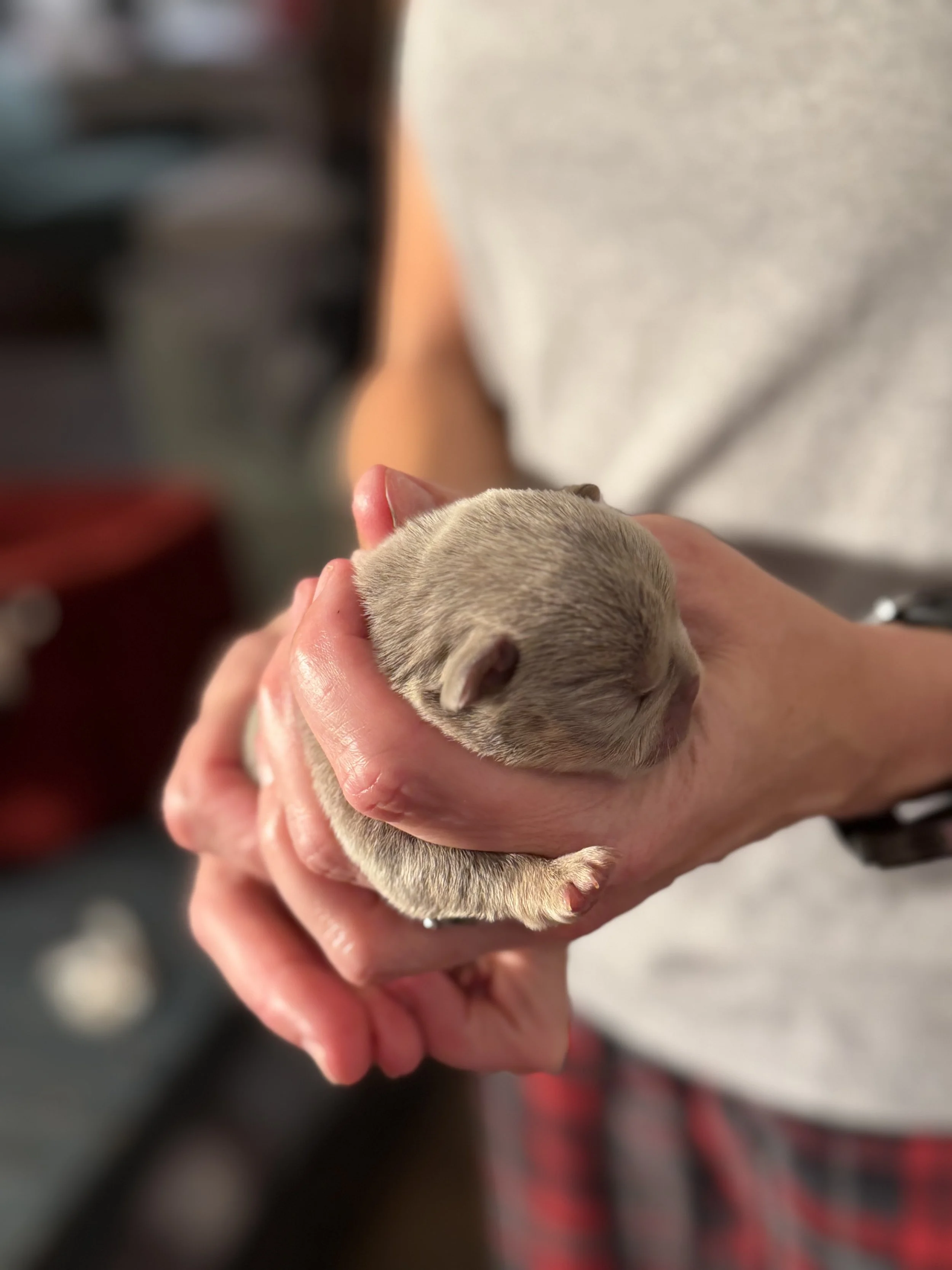 Nala & Cyber Attack Puppies